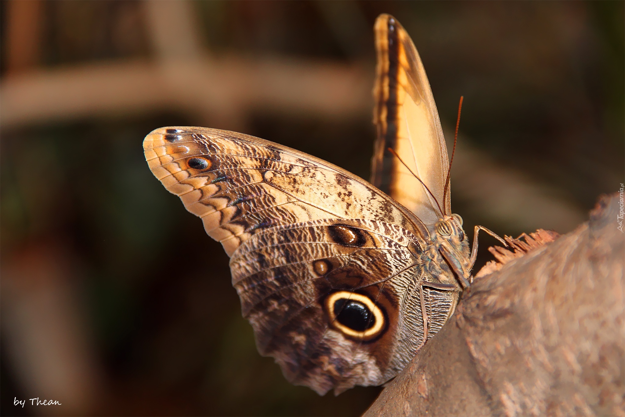 Motyl