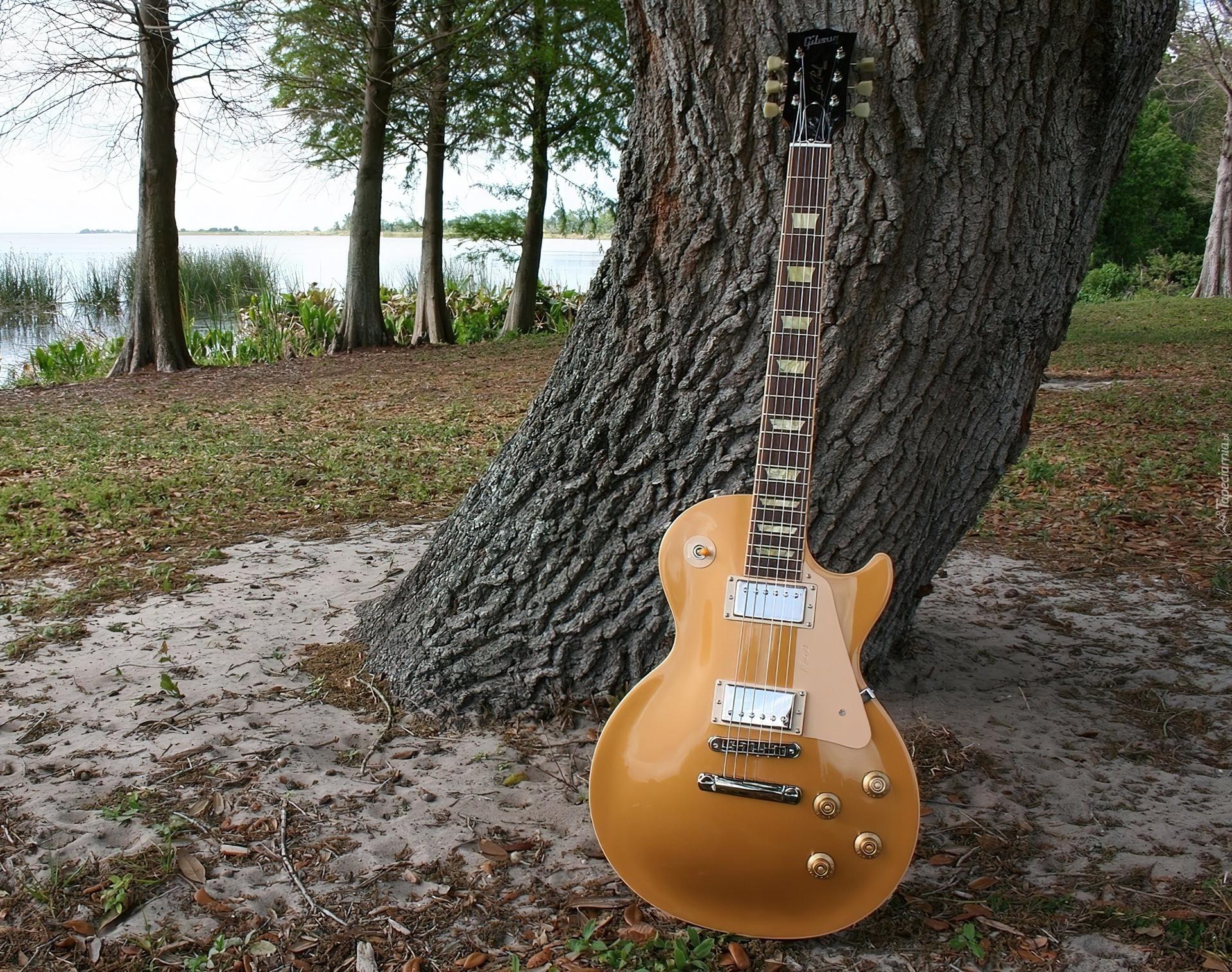 Gitara, Pień, Drzewa