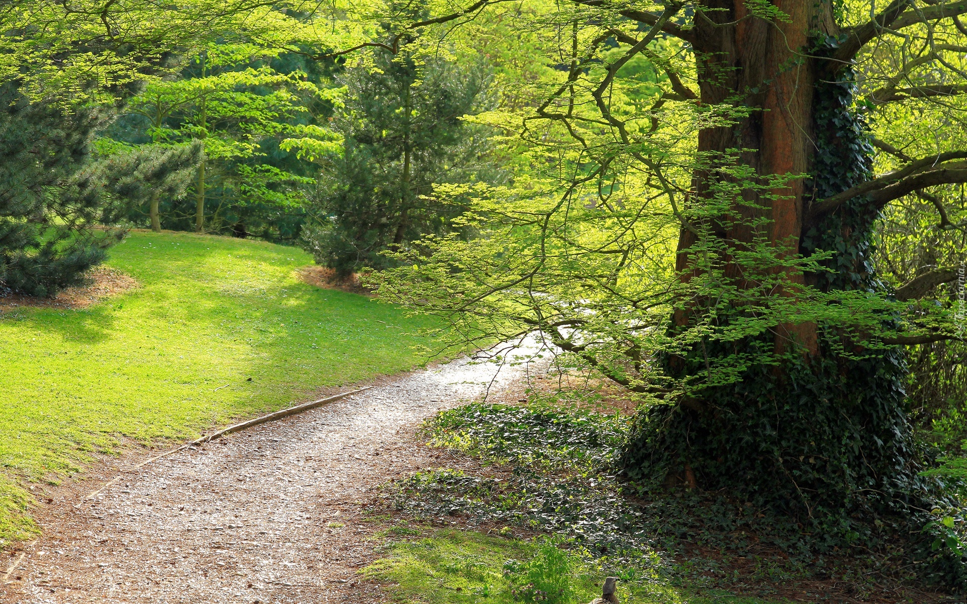 Park, Drzewa, Dróżka