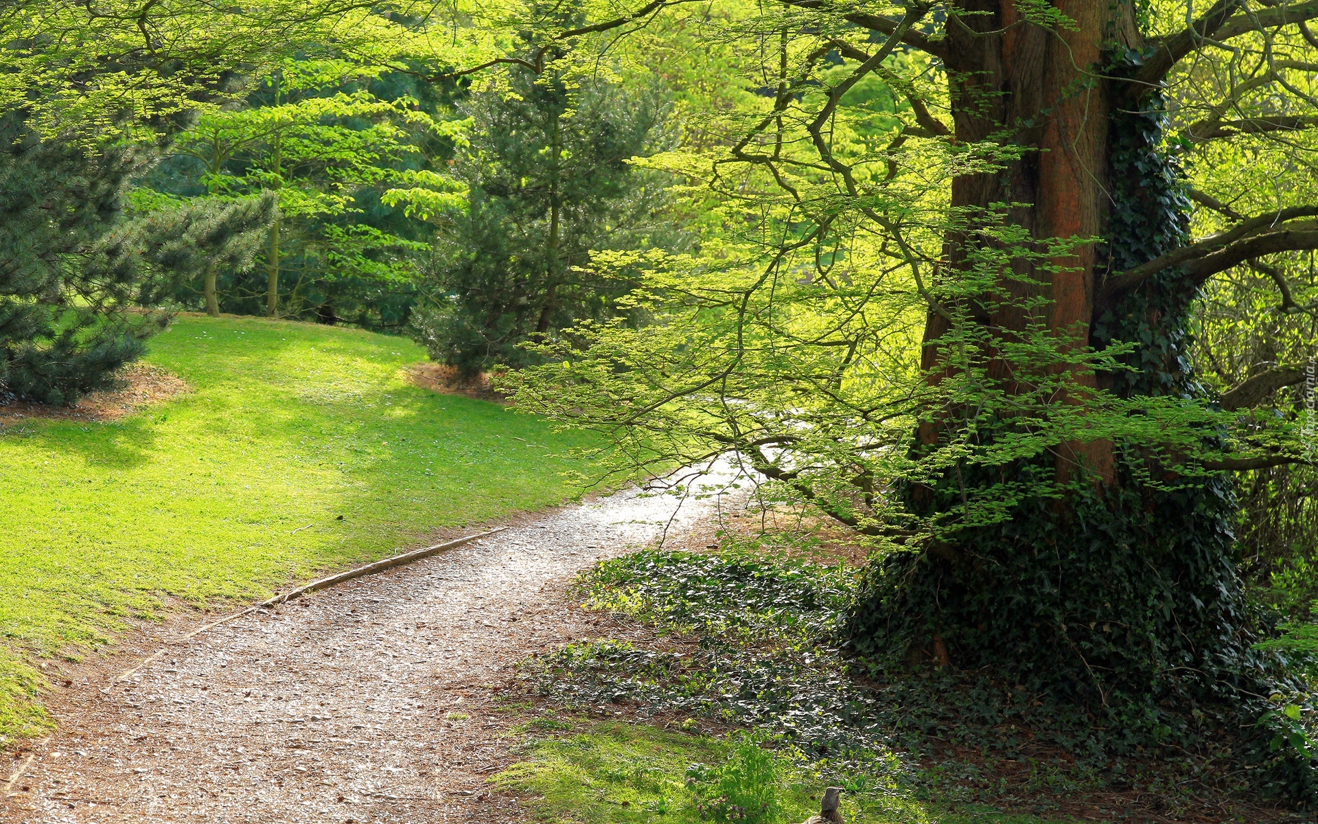 Park, Drzewa, Dróżka