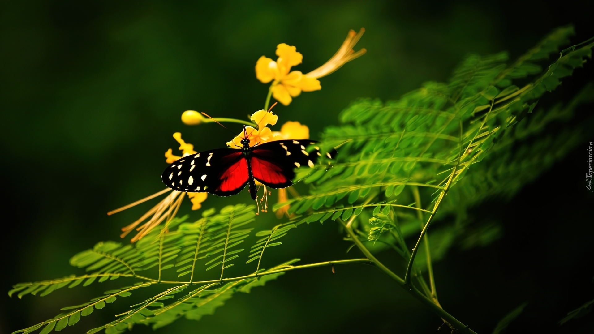 Motyl, Gałązki, Kwiat