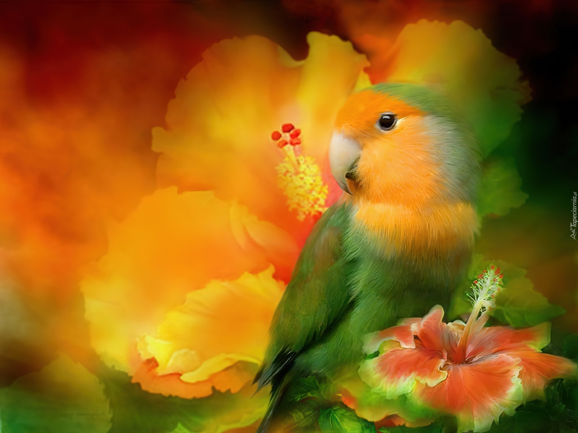 Papuga, Kwiaty, Hibiskus