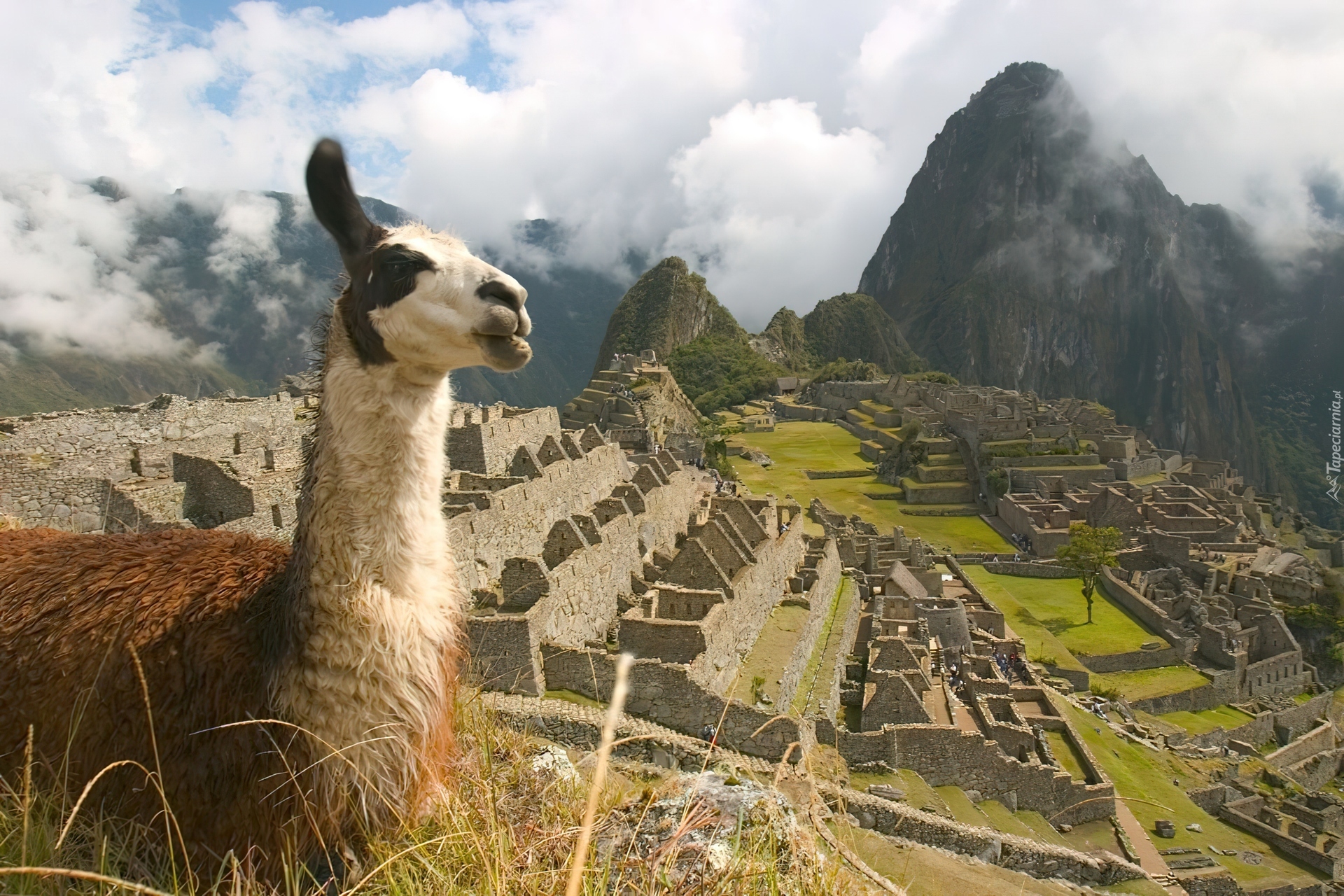 Machu Picchu, Lama, Chmury