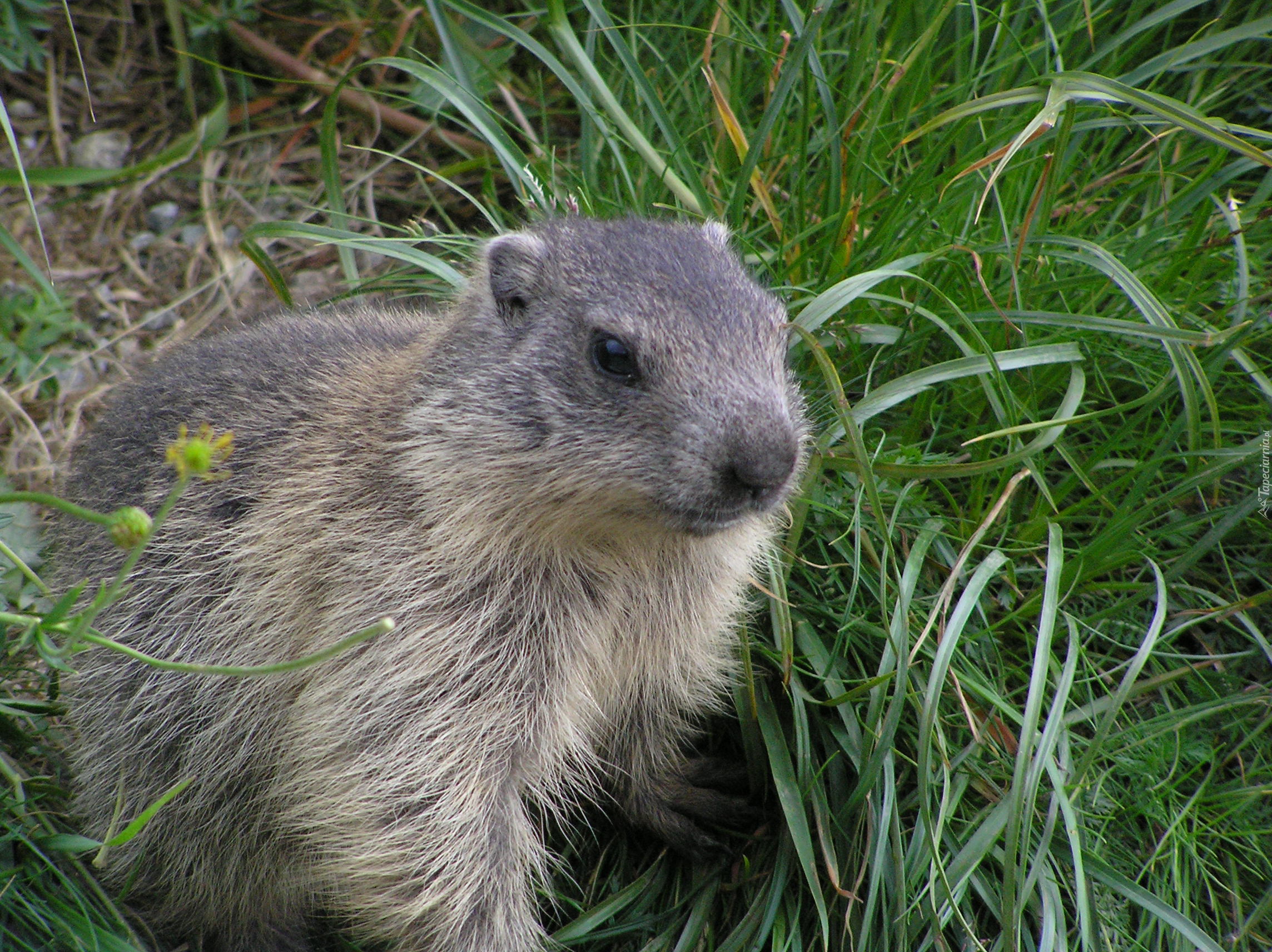 Marmota, Futerko, Trawa