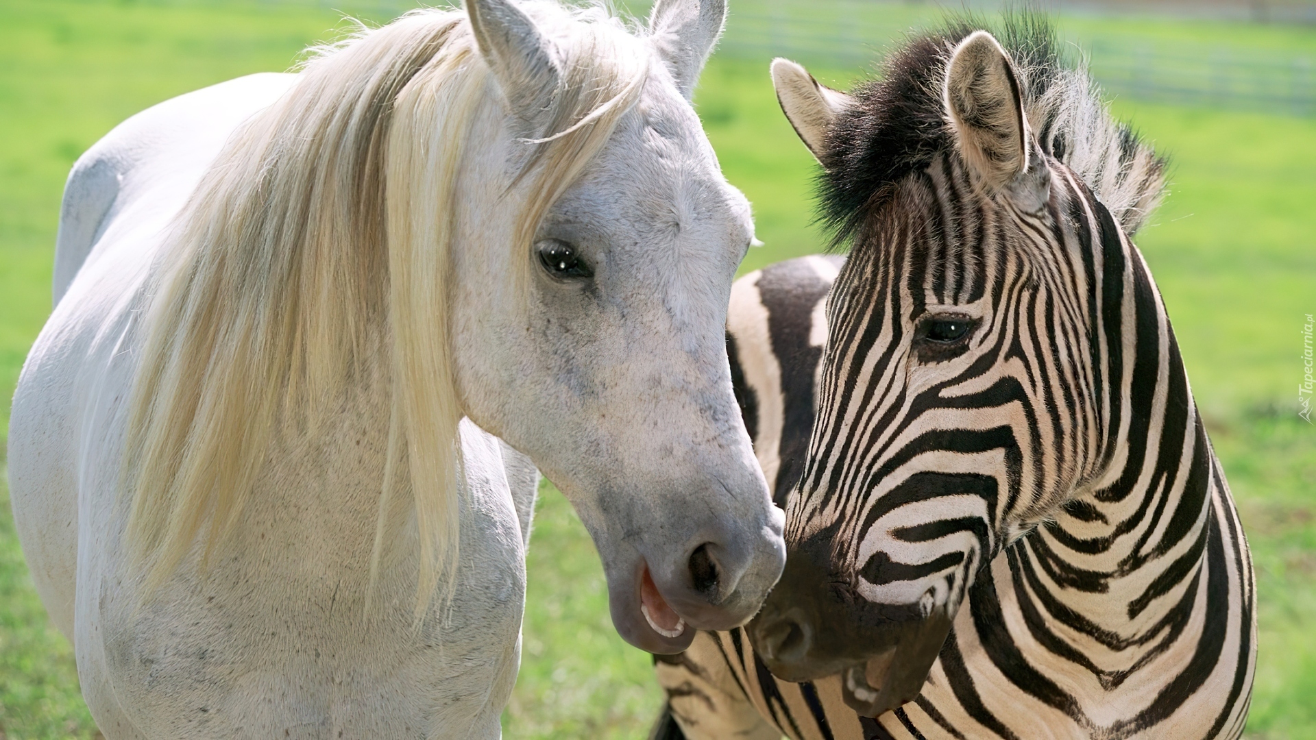 Biały, Koń, Zebra, Przyjaźń