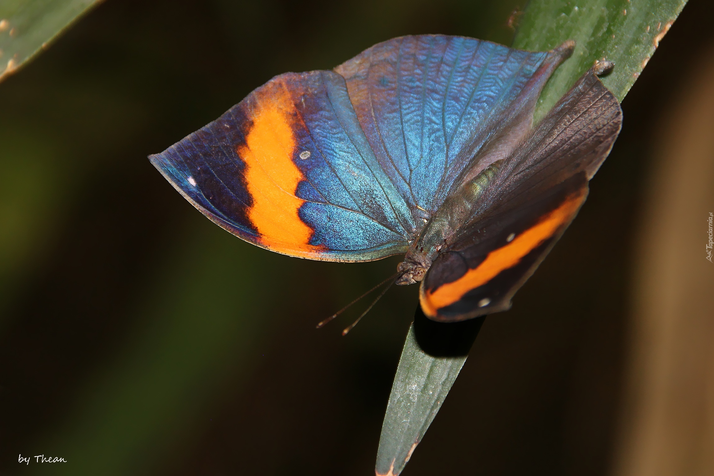 Motyl, Skrzydła