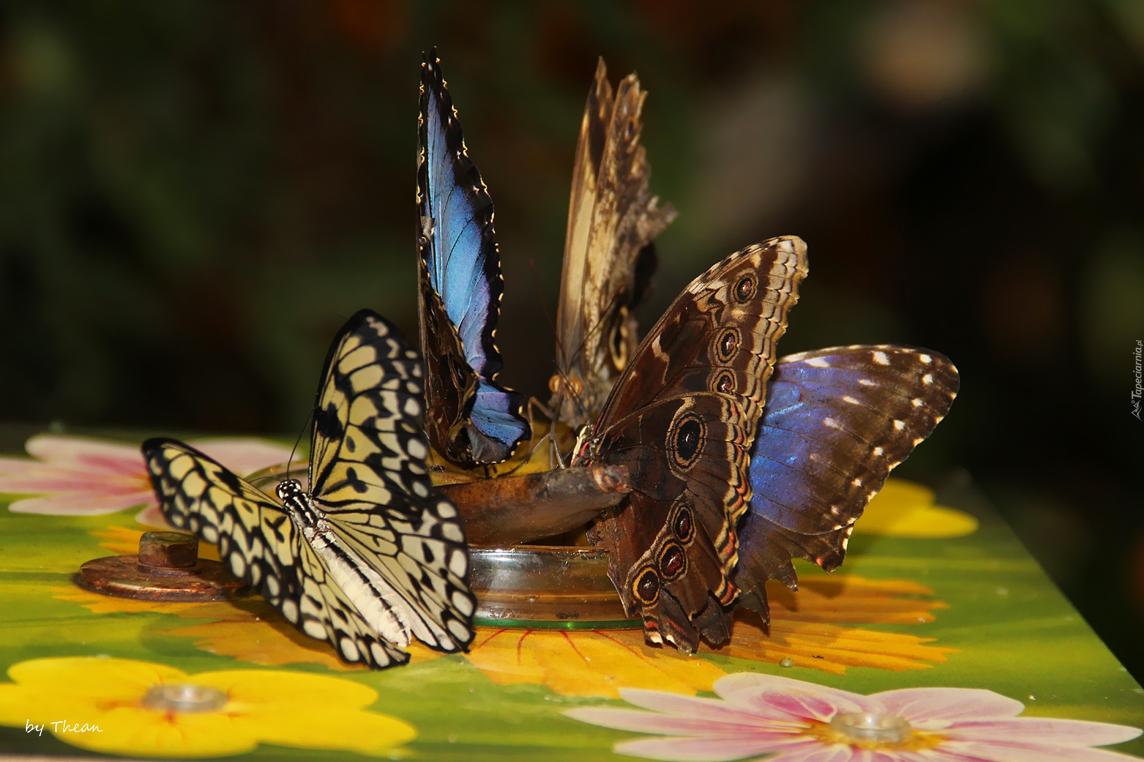 Motyle, Kolorowe, Skrzydła