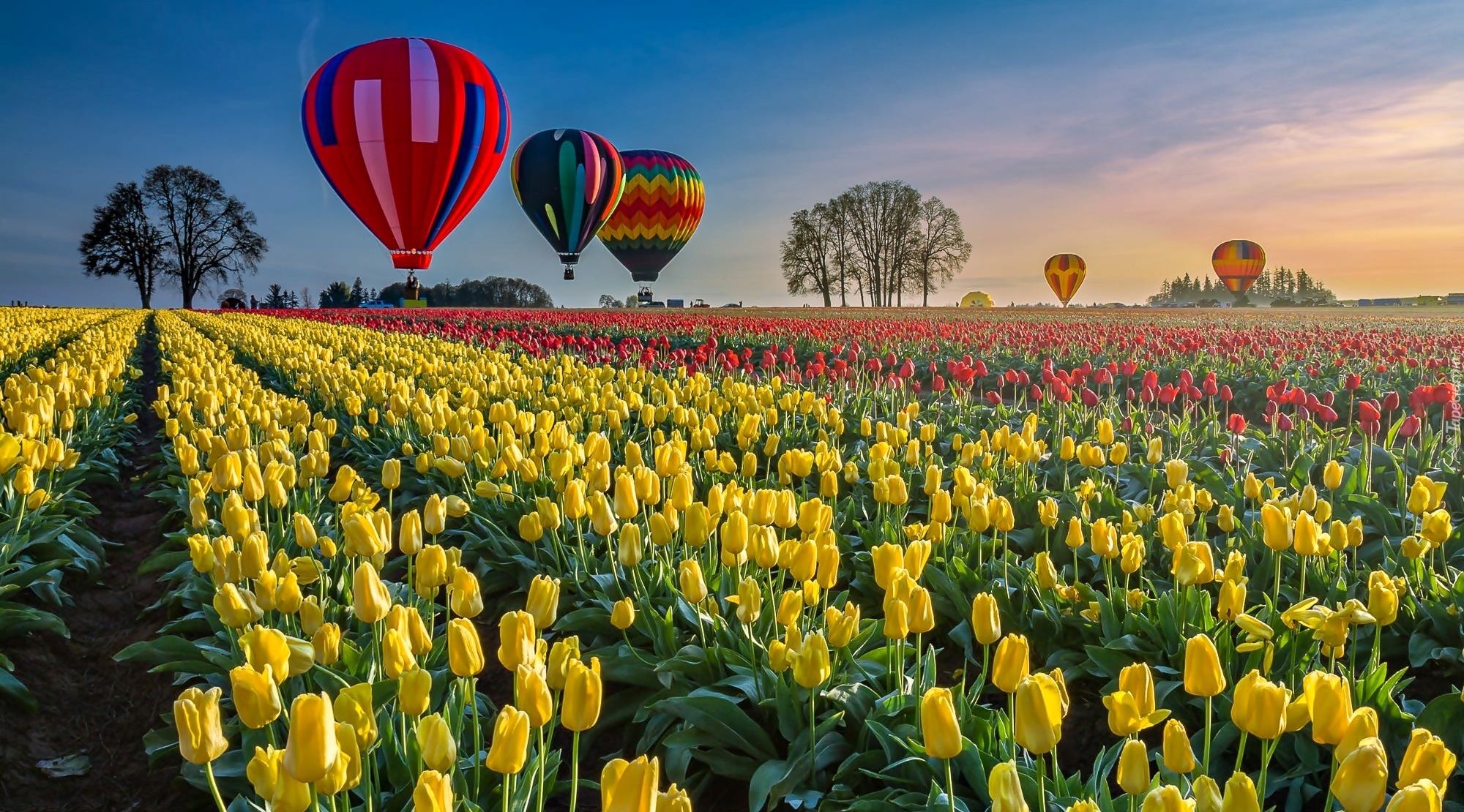 Plantacja, Tulipanów, Kolorowe, Balony