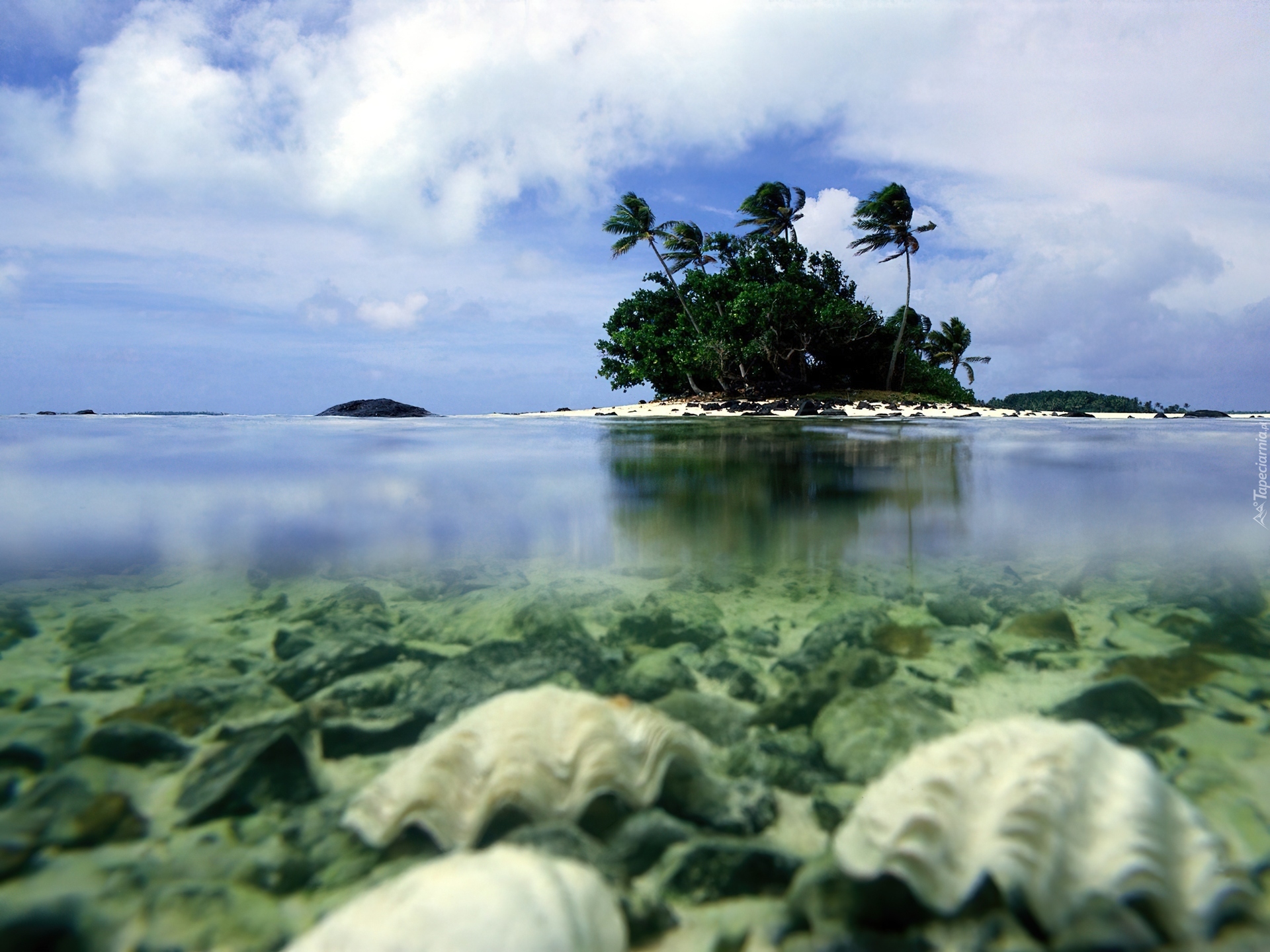 Islandia, Aitutaki, Woda, Drzewa