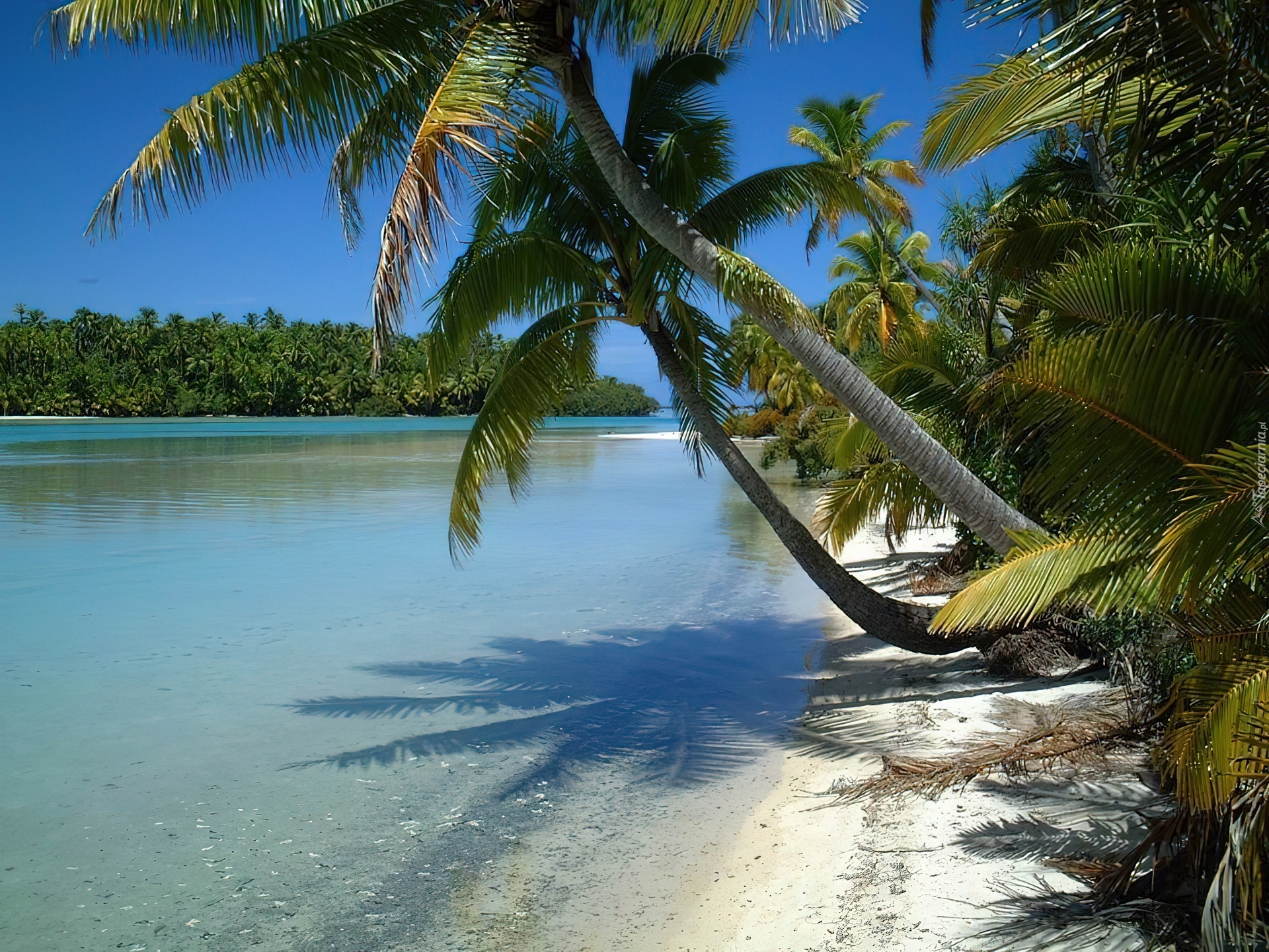 Aitutaki, Wyspy Cooka, Woda, Palmy, Nowa Zelandia