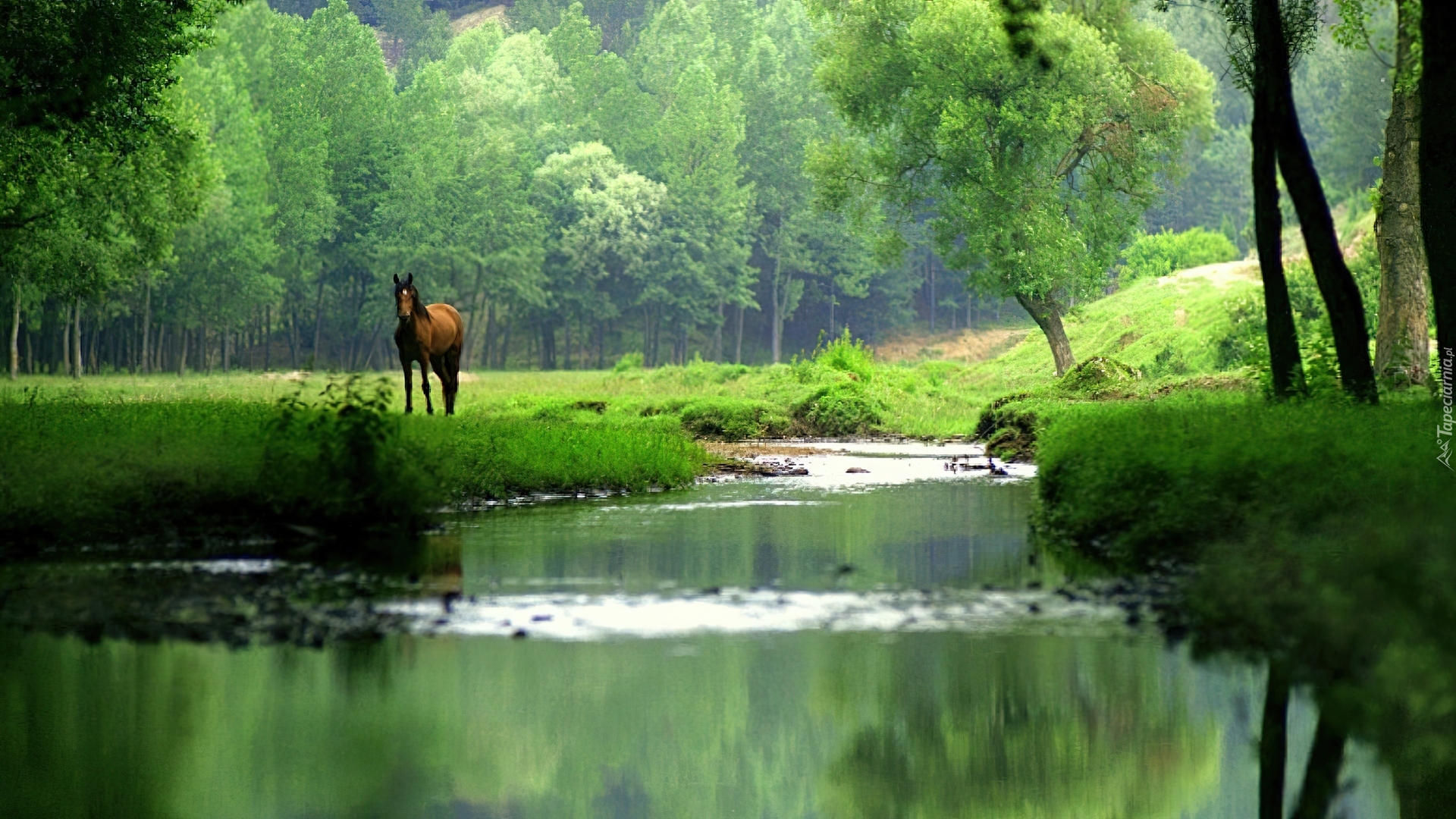 Koń, Las, Rzeka