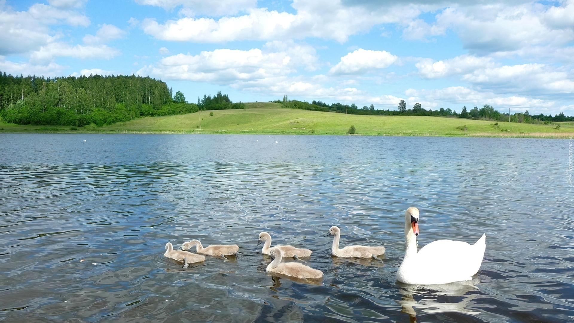 Łabędzie, Jezioro, Drzewa, Chmury