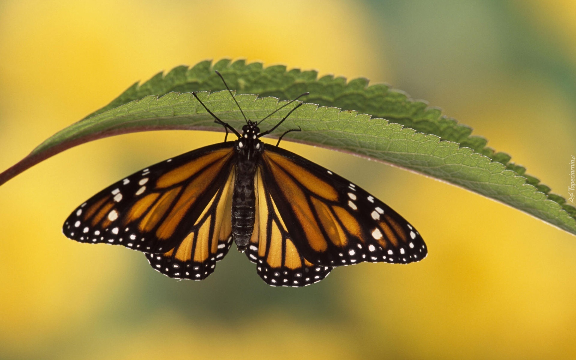 Motyl, Liść