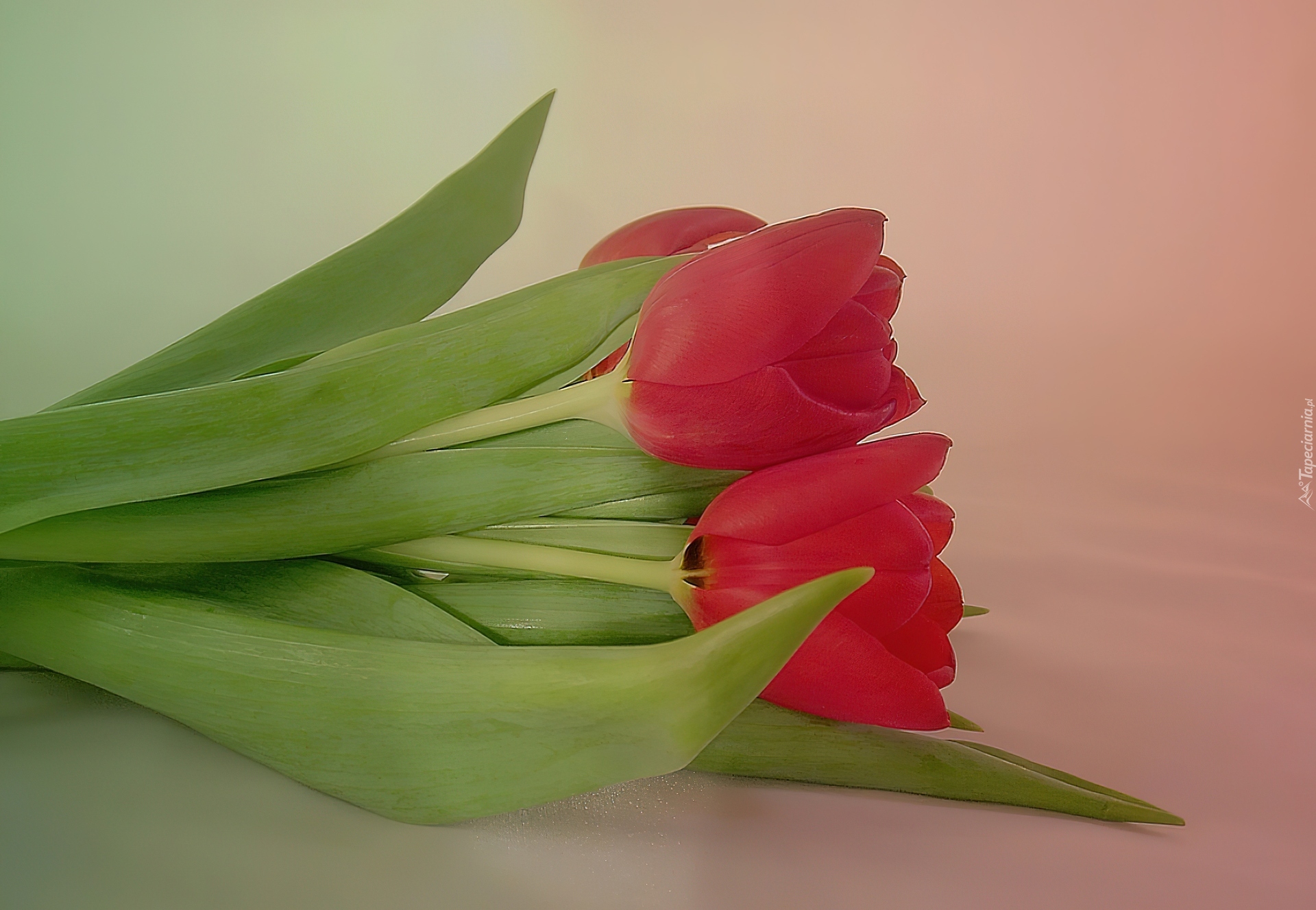 Czerwone, Tulipany
