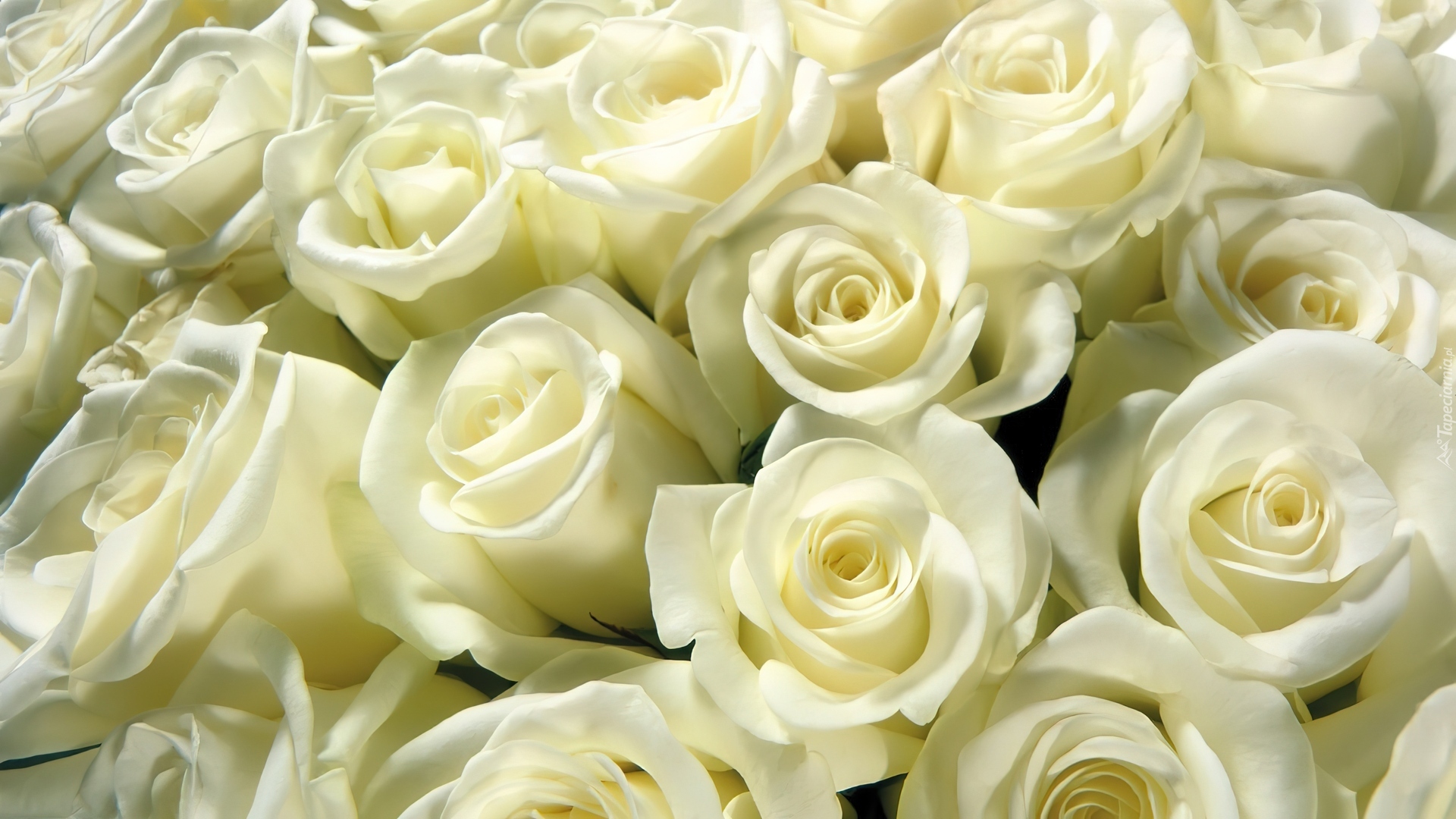 Białe, Róże