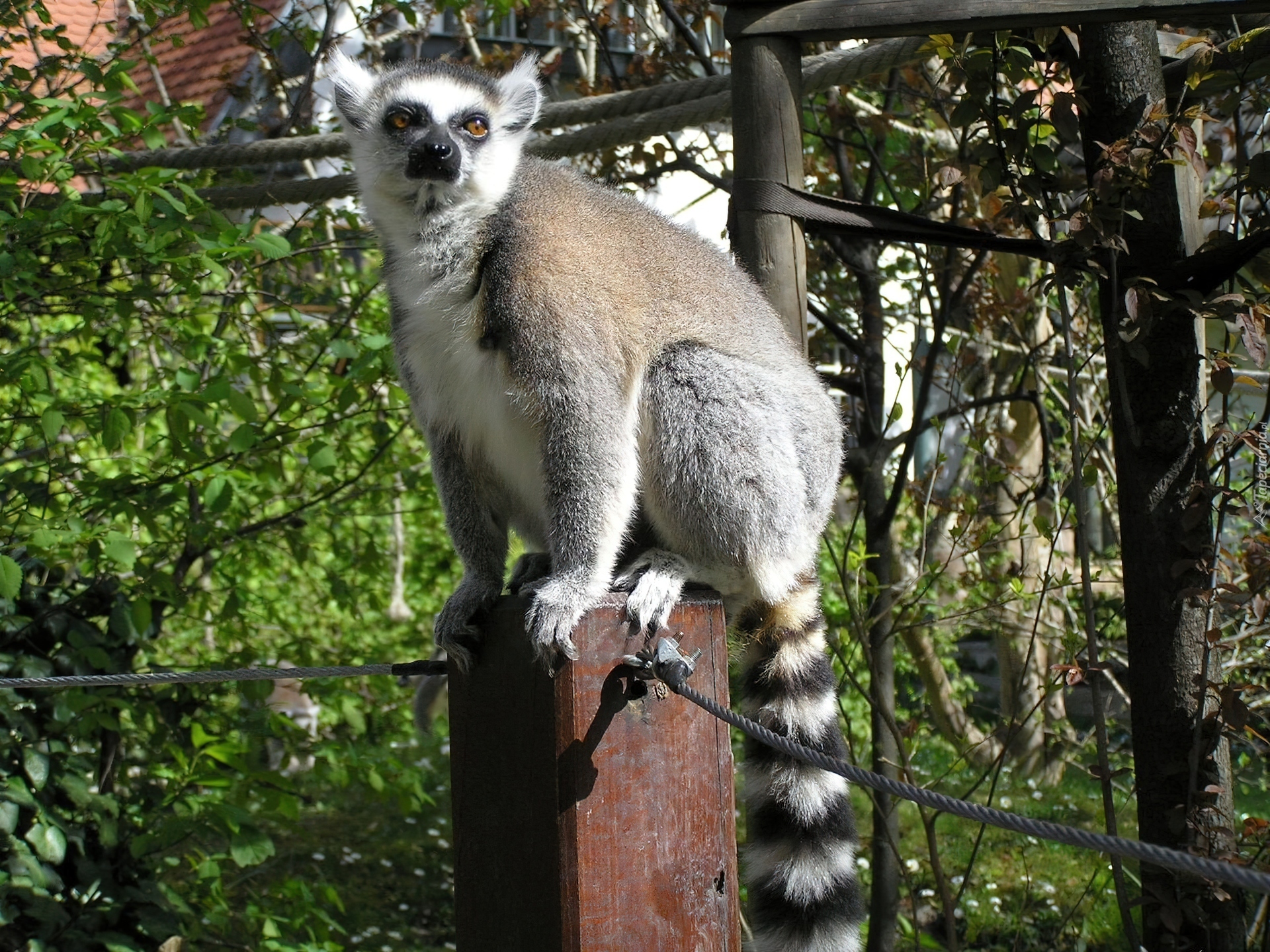 Lemur, Słupek, Liny, Drzewa