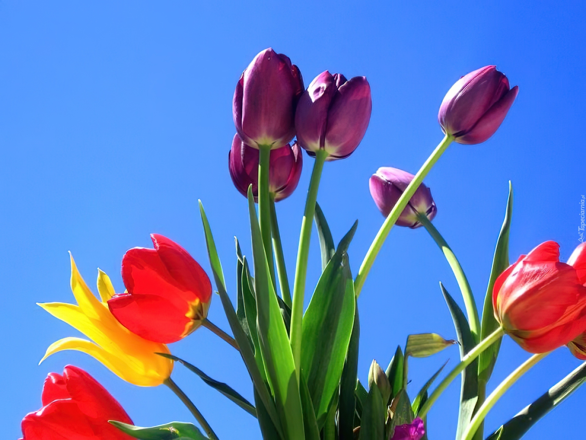 Kolorowe, Tulipany, Niebieskie, Niebo