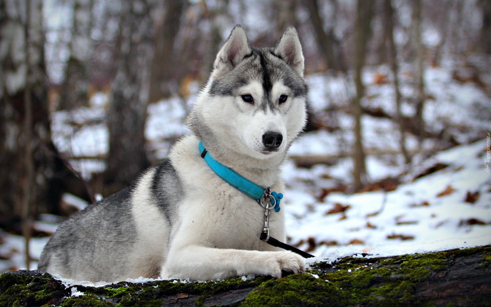 Husky, Niebieska, Obroża, Las, Śnieg