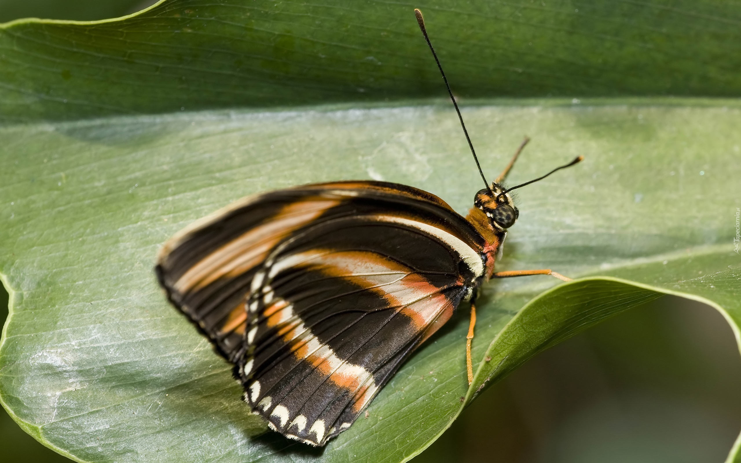 Motyl, Liść