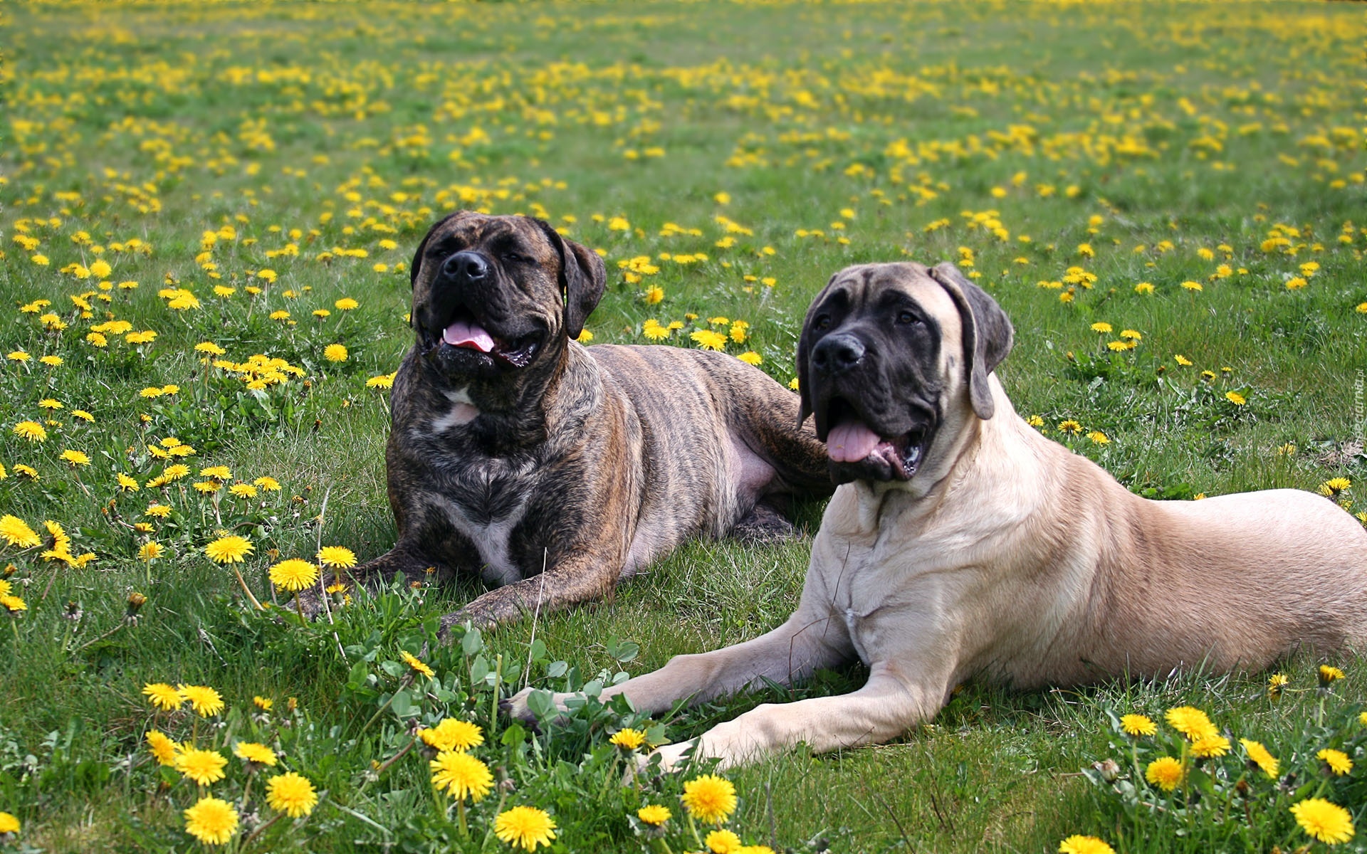 Łąka, Trawa, Mlecze, Dwa, Leżące, Psy, Amstaff, Bullmastiff