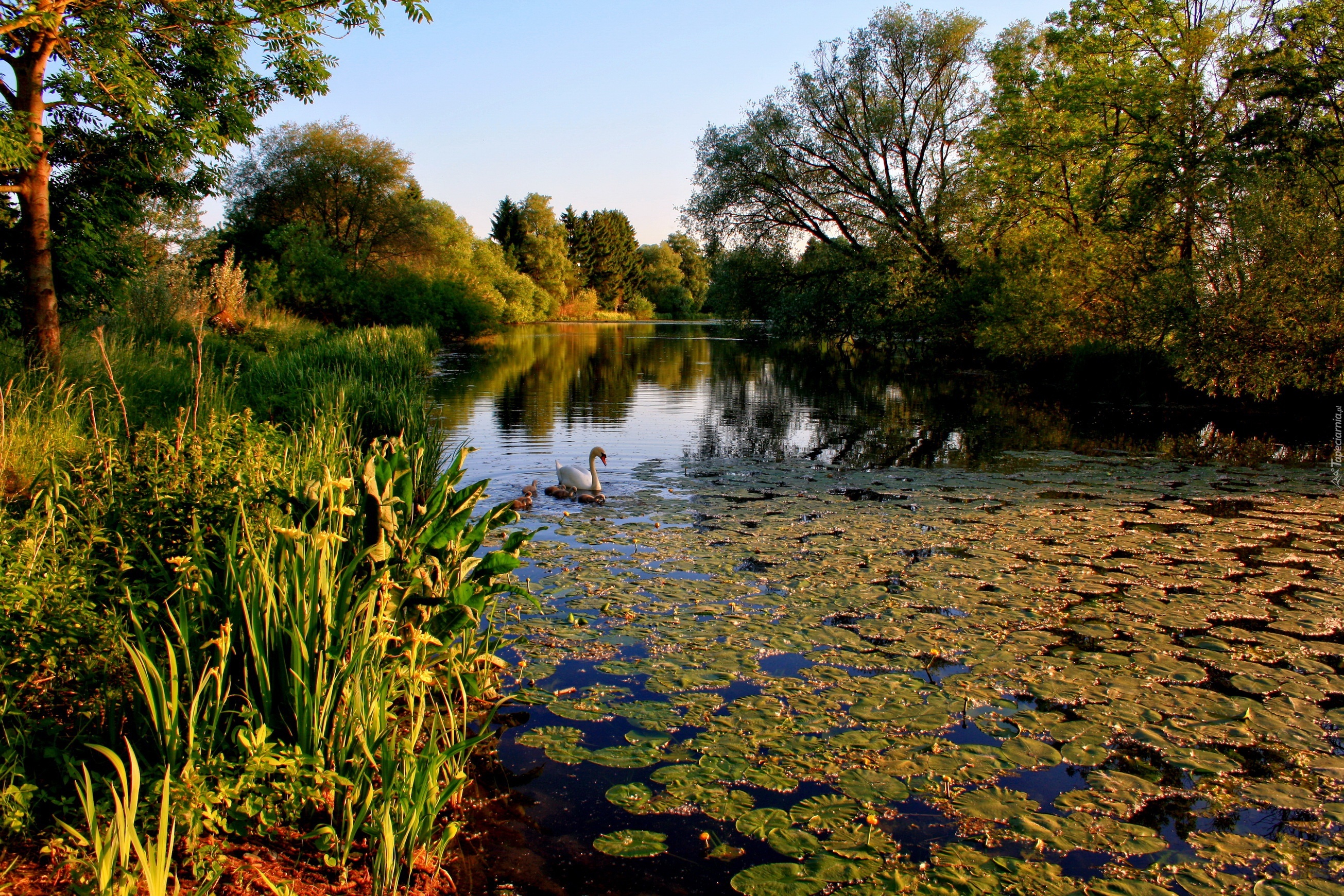 Jezioro, Łabędzie, Zieleń