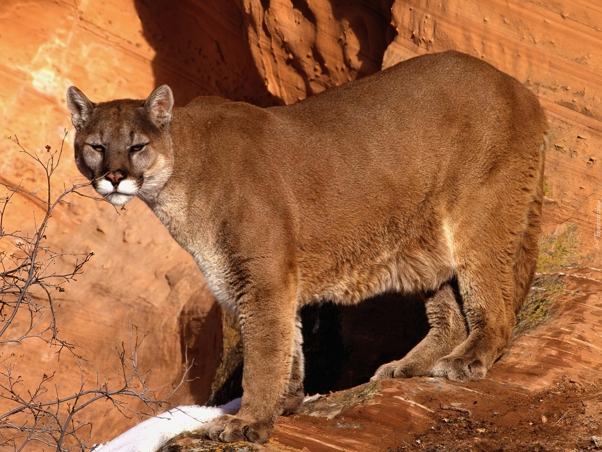 Skały, Puma