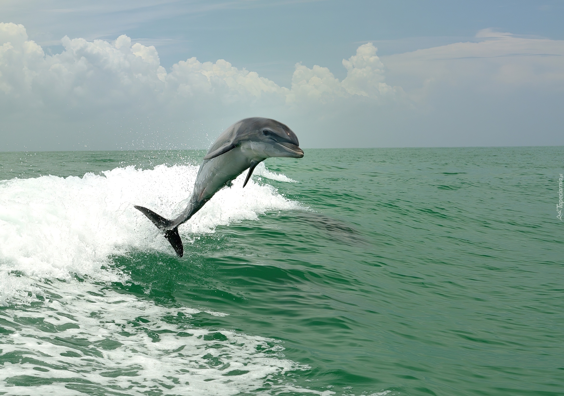 Delfin, Morze, Fale