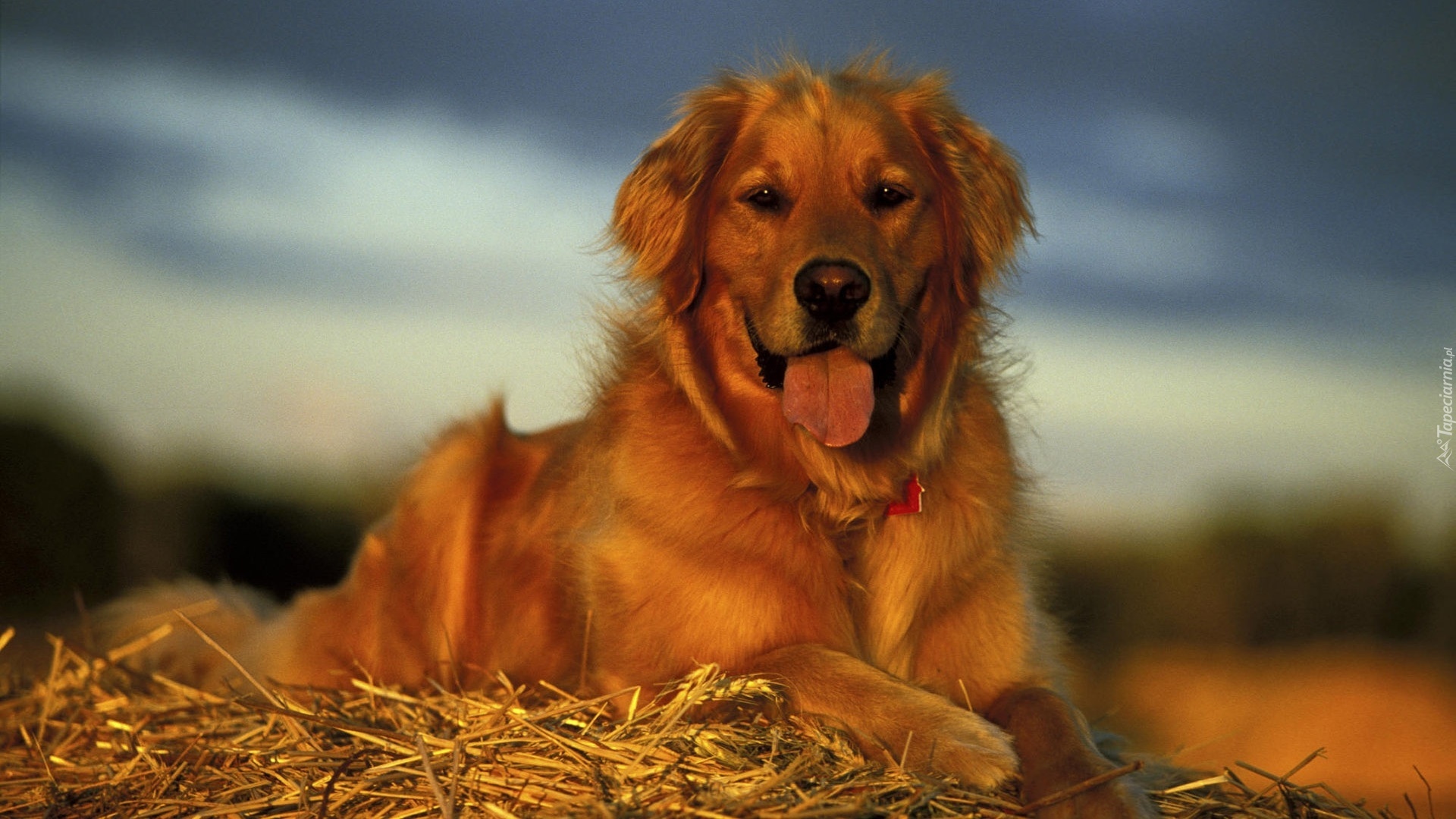 Pies, Golden retriever, Język, Słoma