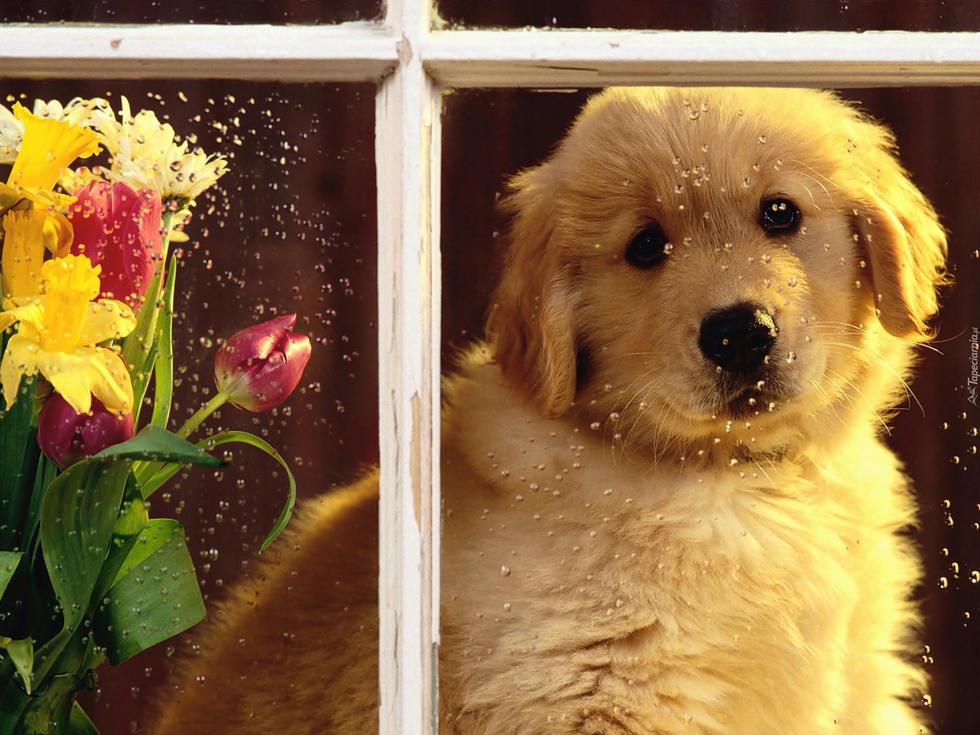Biały, Pies, Bukiet, Kwiatów, Okno, Krople, Deszczu, Golden Retriever