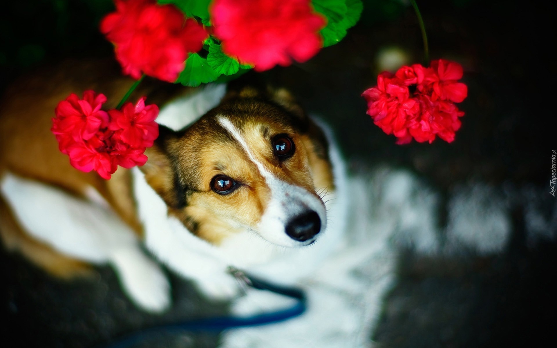 Pelargonia, Spojrzenie, Pies