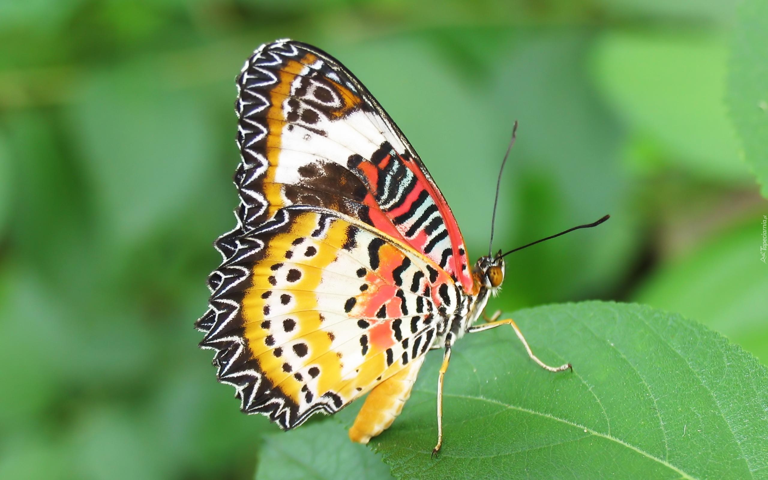 Motyl, Liść