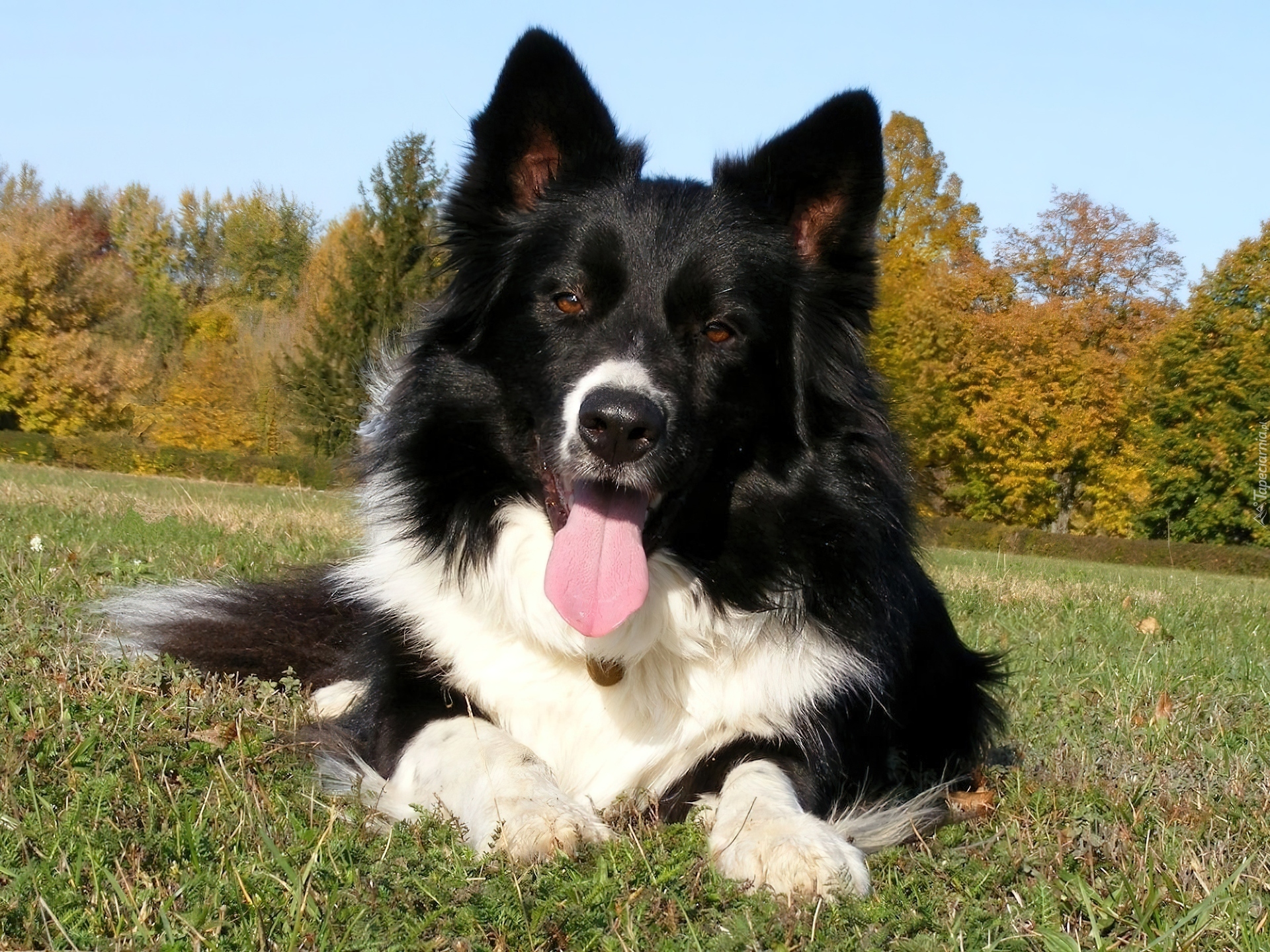 Wesoły, Piesek, Border Collie