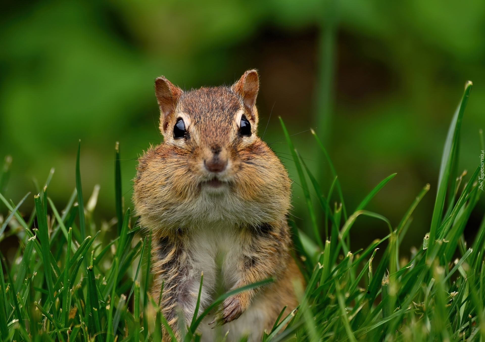 Chipmunk, Gryzoń, Trawa