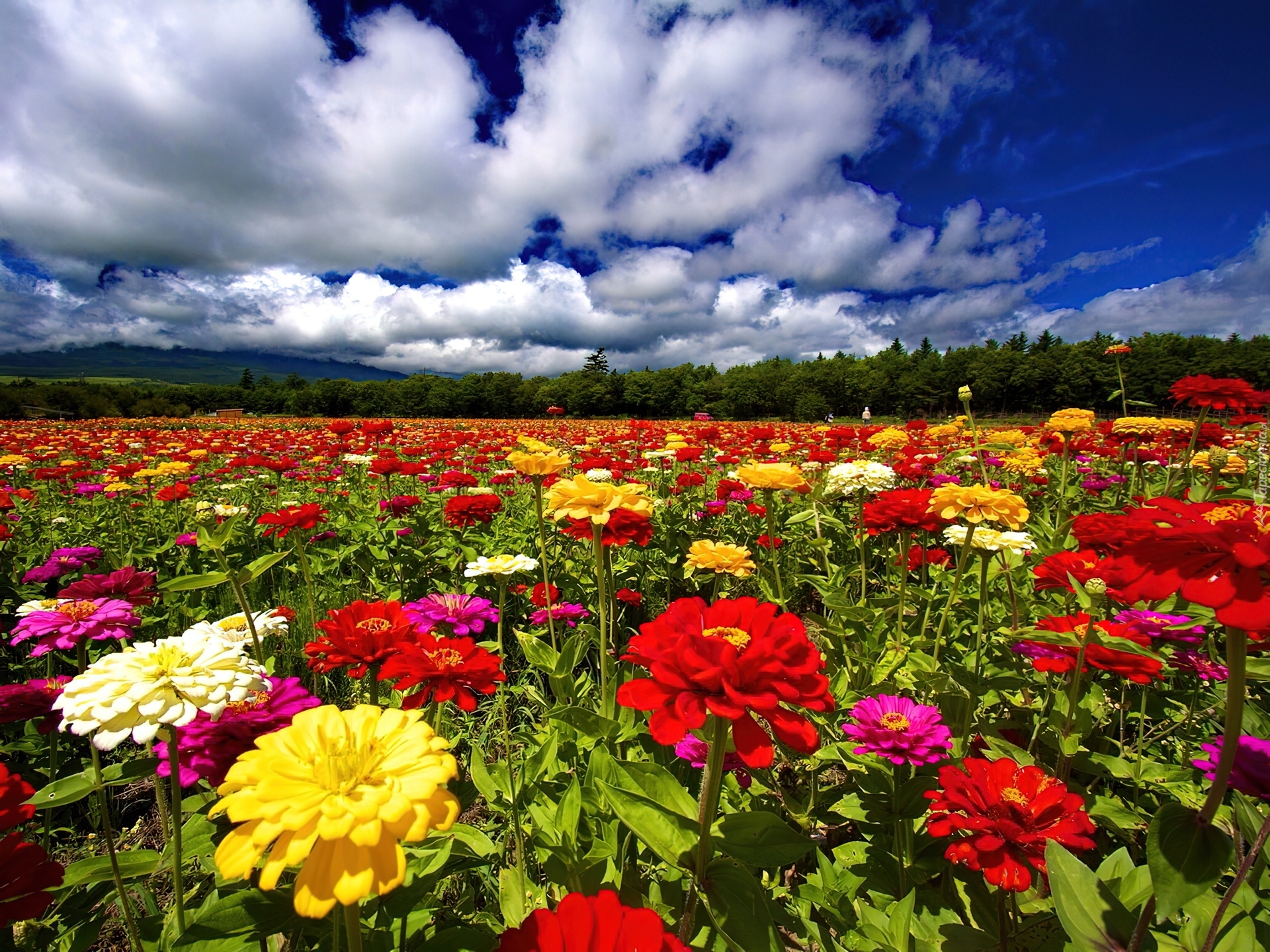 Pole, Kolorowych, Kwiatów, Chmury