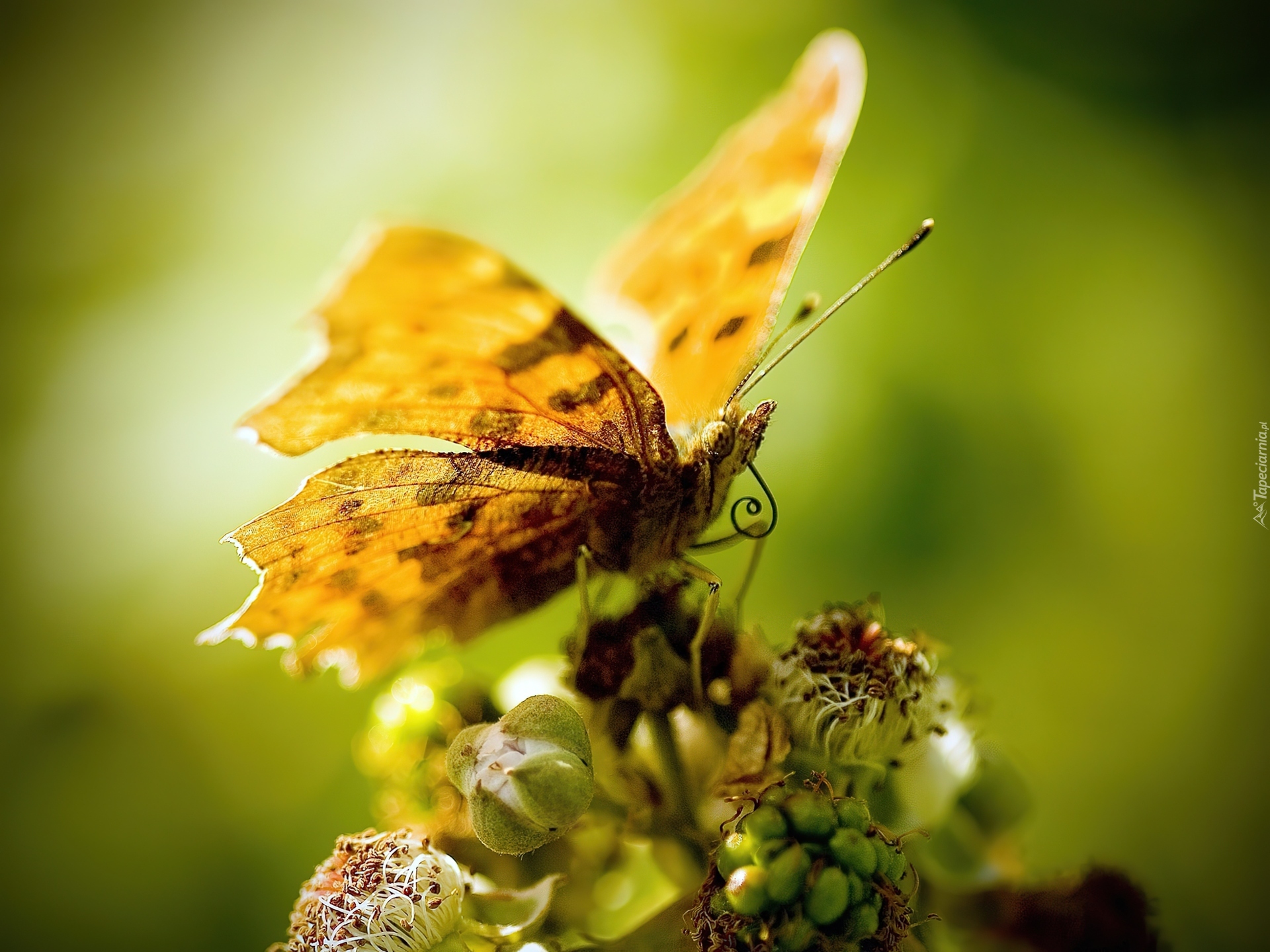 Żółty, Motyl, Skrzydełka, Kwiat