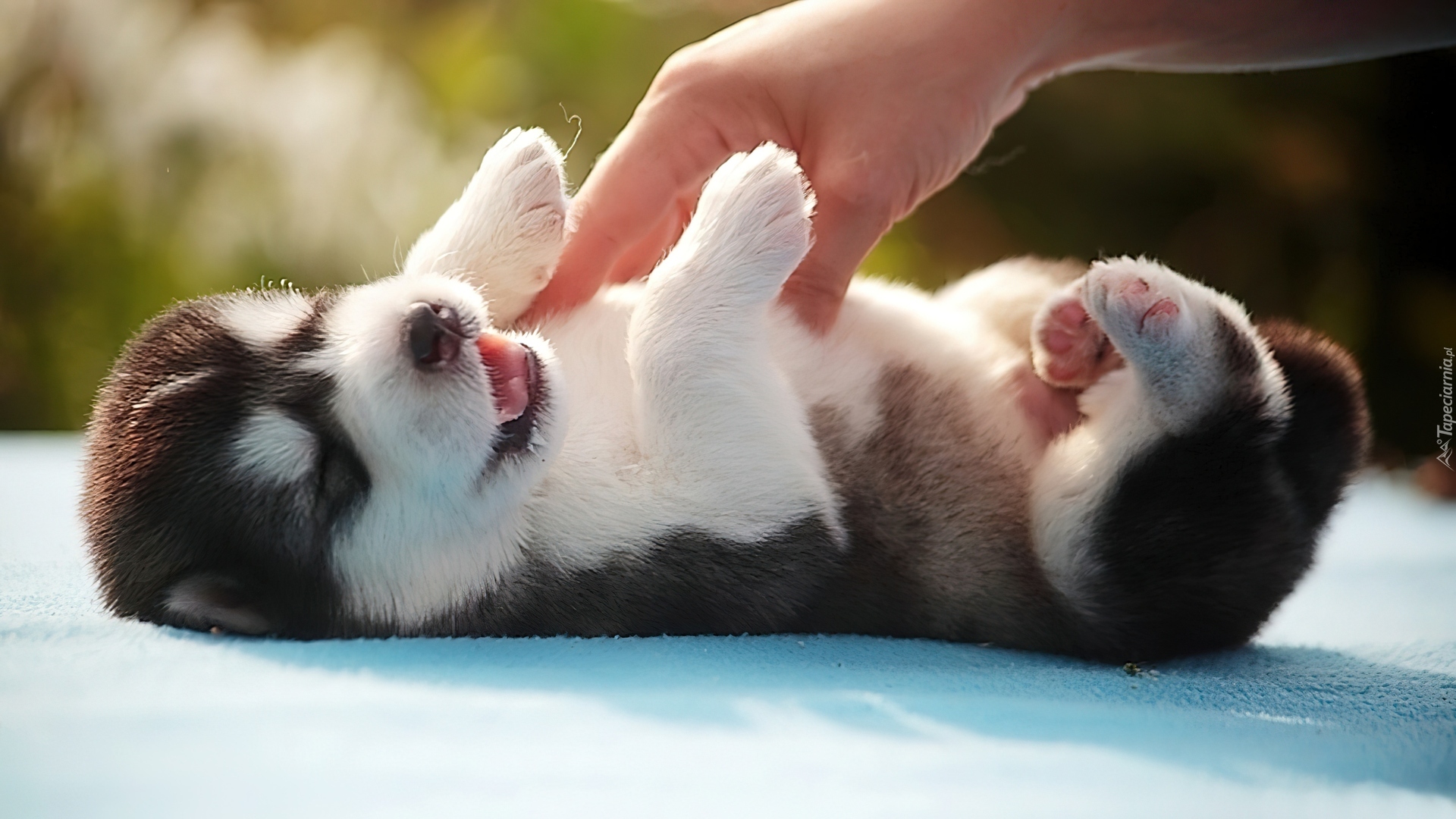 Szczeniak, Husky, Dłoń, Pieszczoty