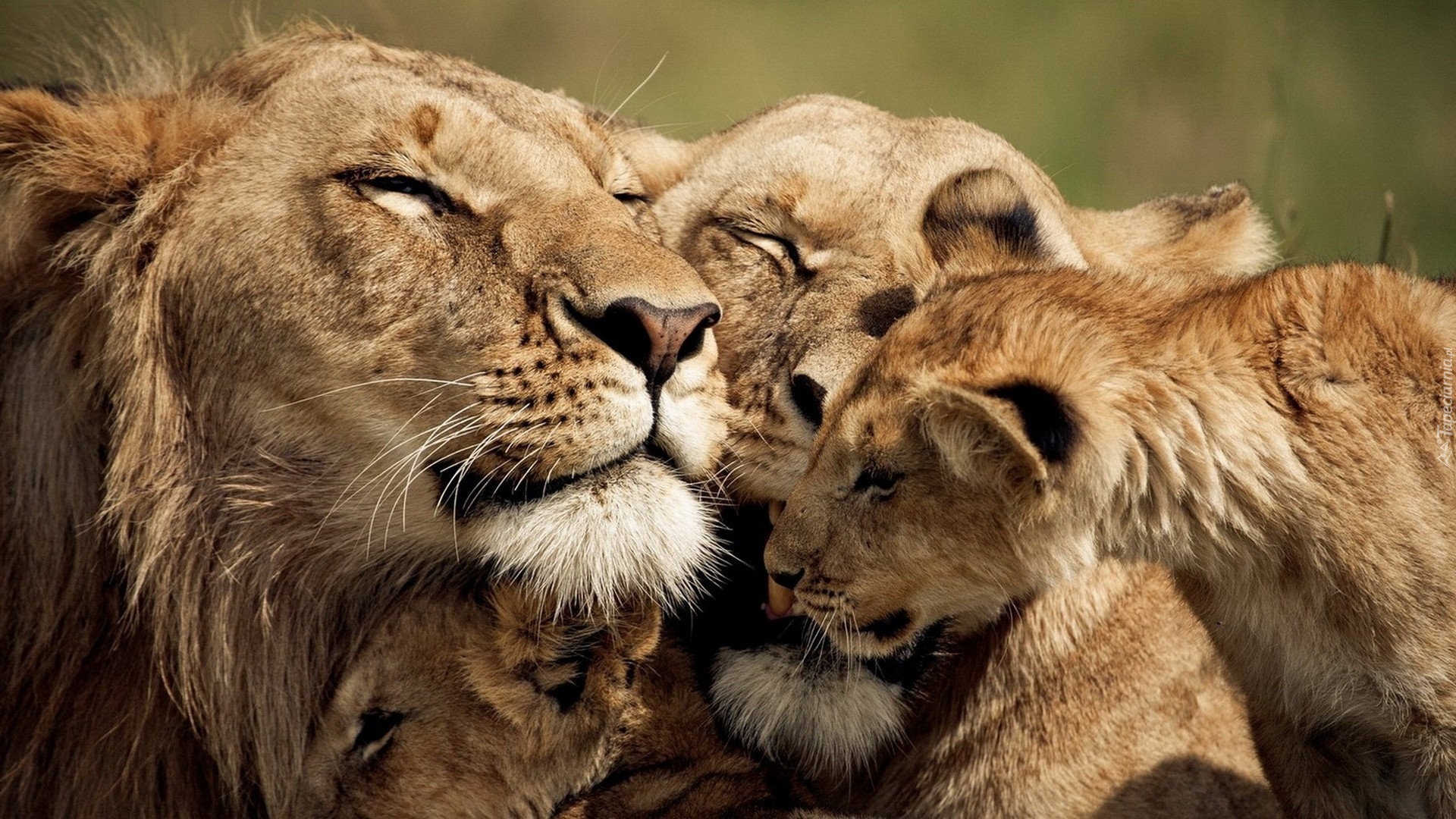 Lwica, Młode, Rodzinka