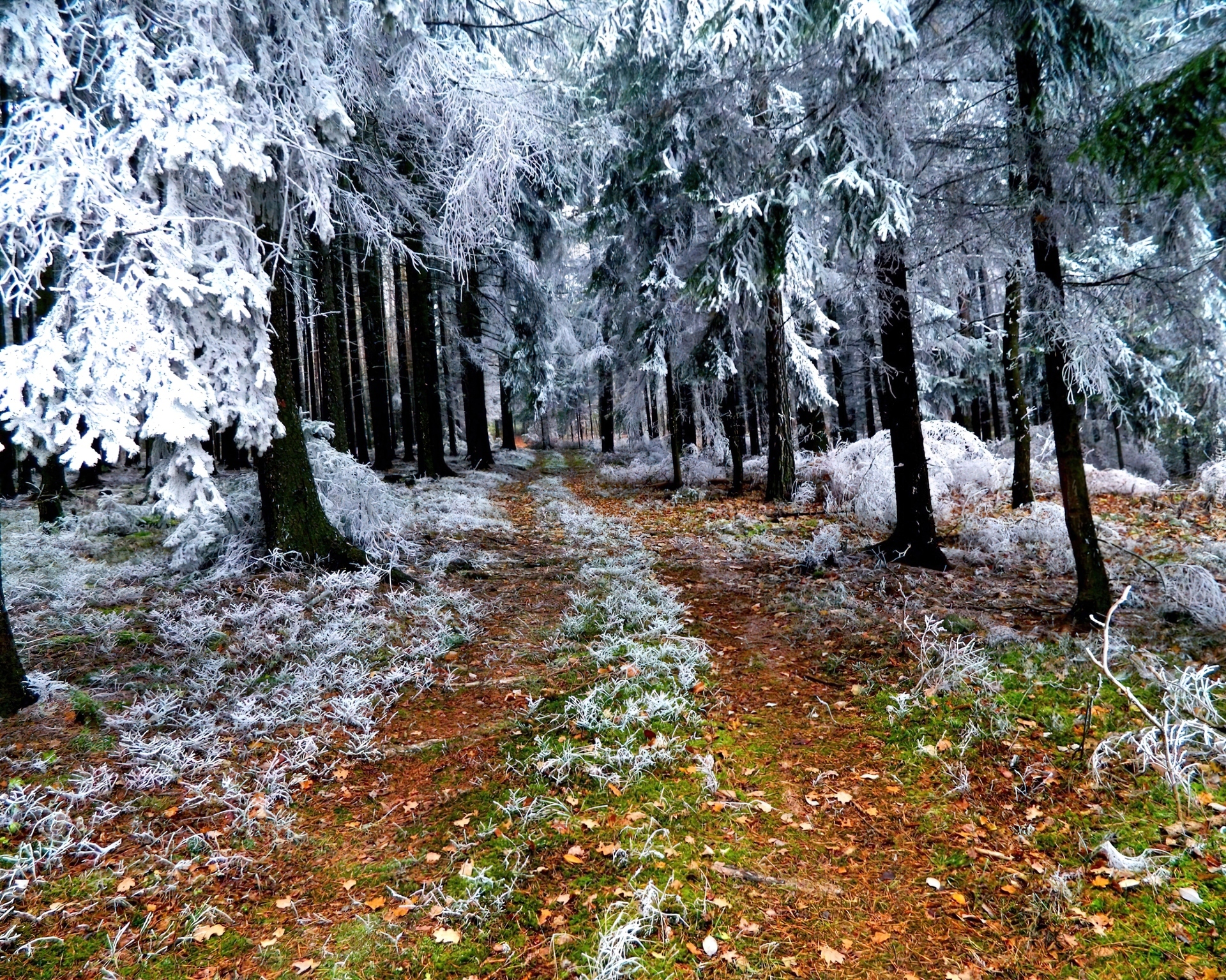 Jesień, Las, Pierwszy, Zwiastun, Zimy