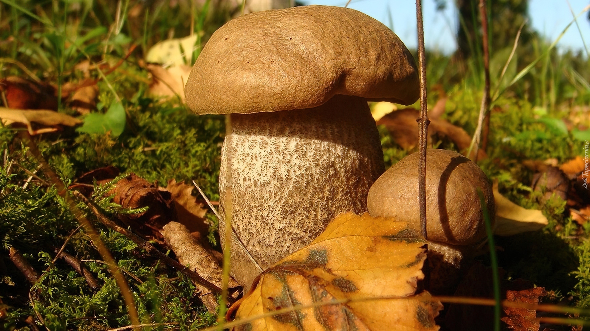 Dorodne, Grzybki, Kapelusz, Runo, Leśne