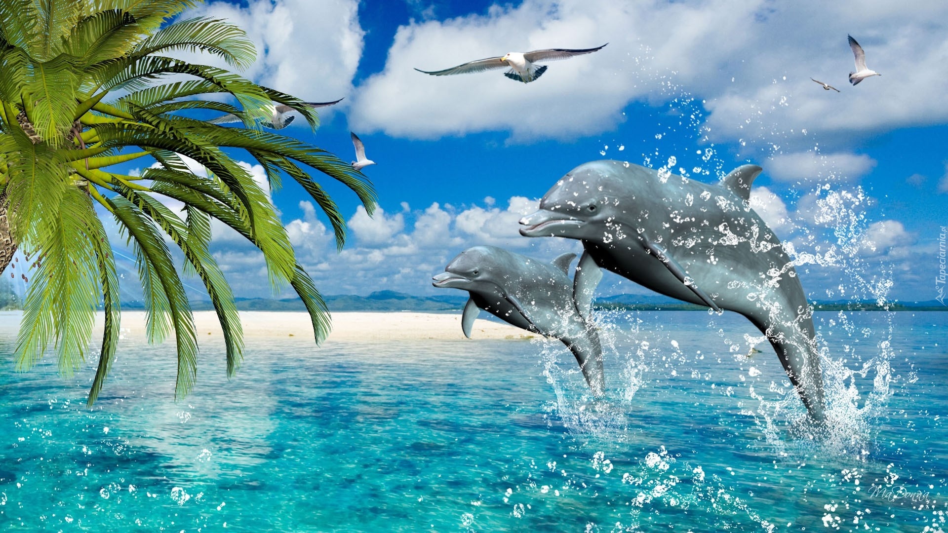 Delfiny, Morze, Palmy