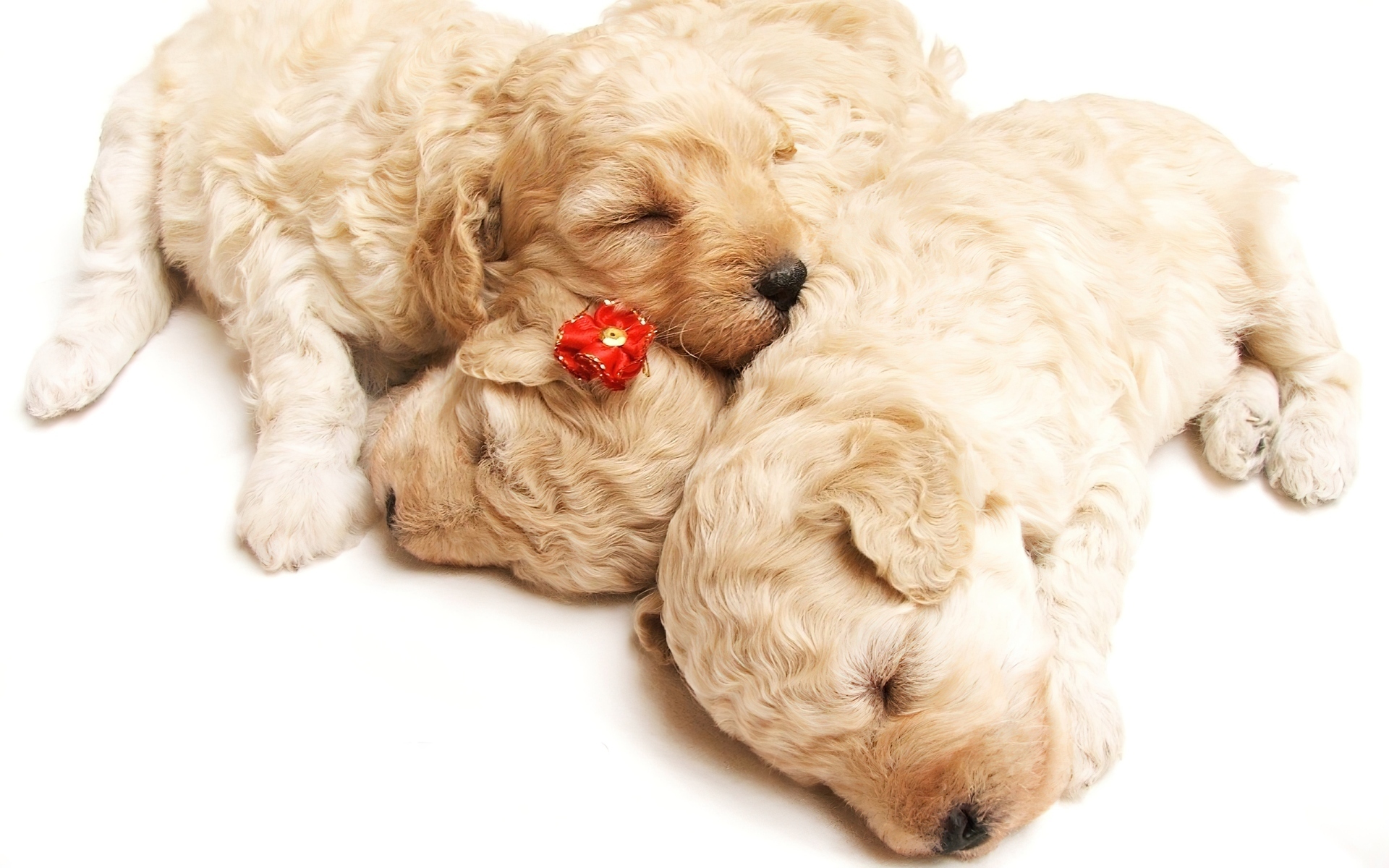 Trzy, Szczeniaczki, Golden Retriever