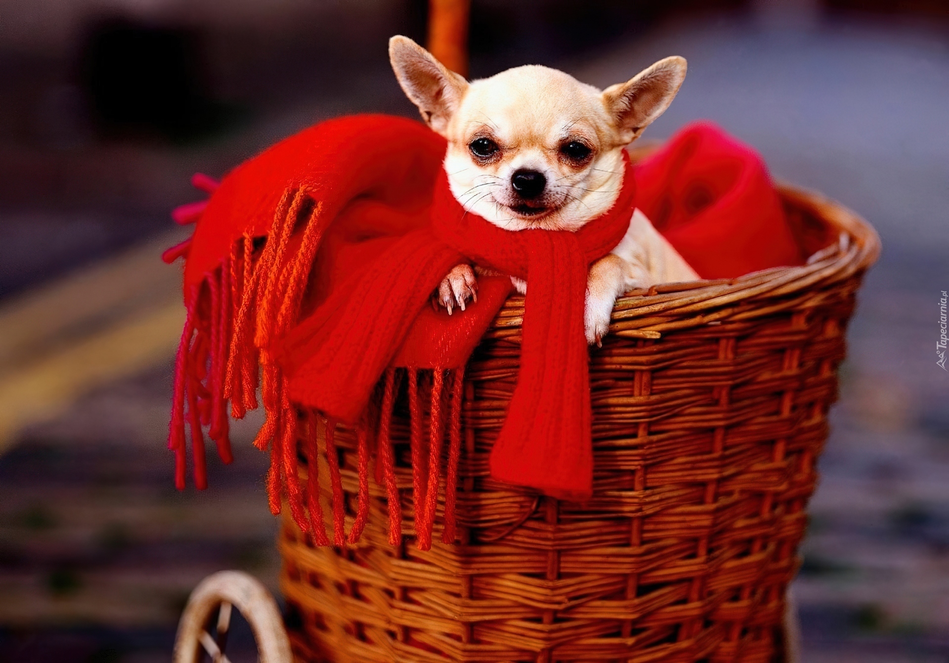 Koszyk, Chihuahua, Czerwony, Szalik
