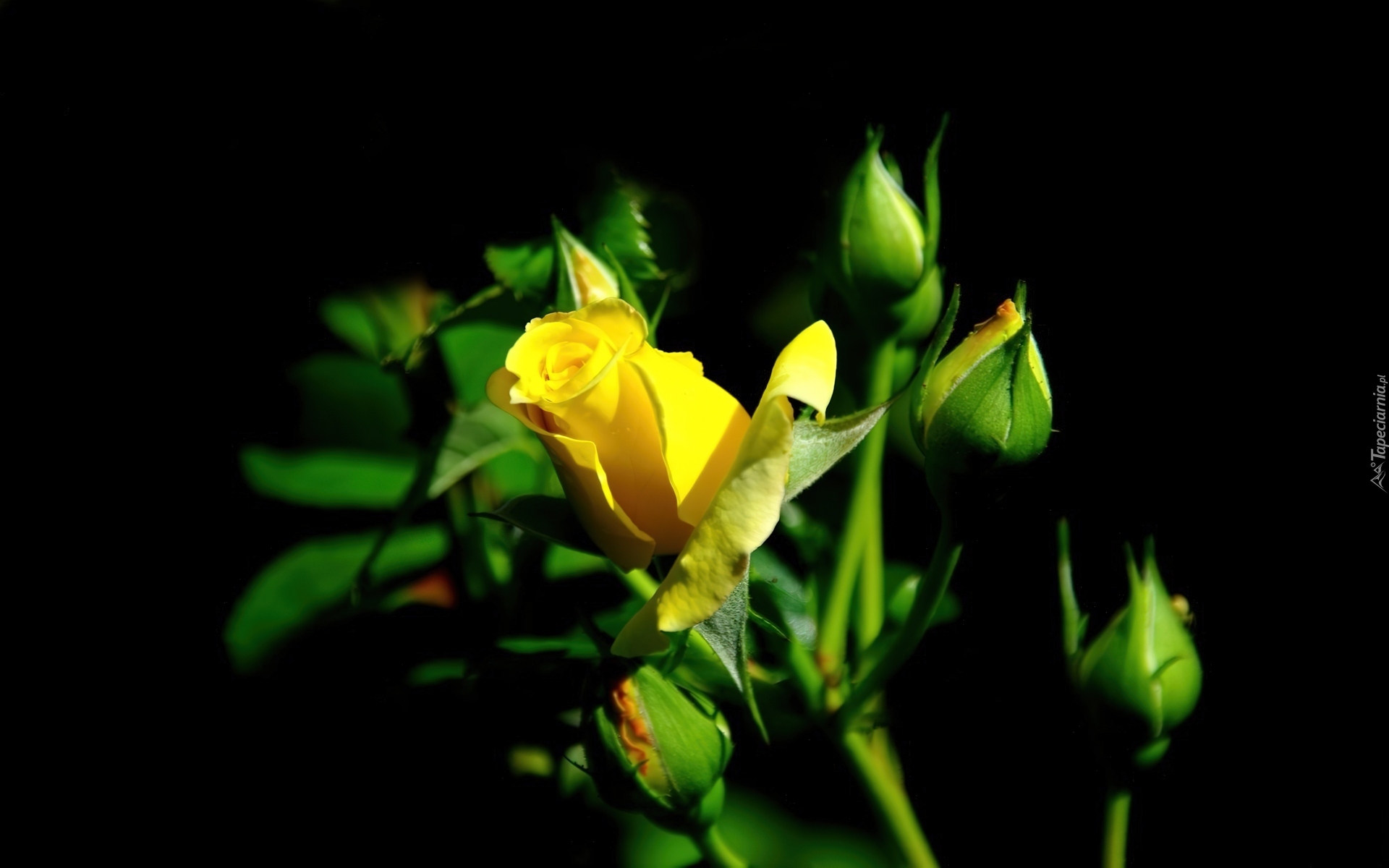 Żółta, Róża, Pączki