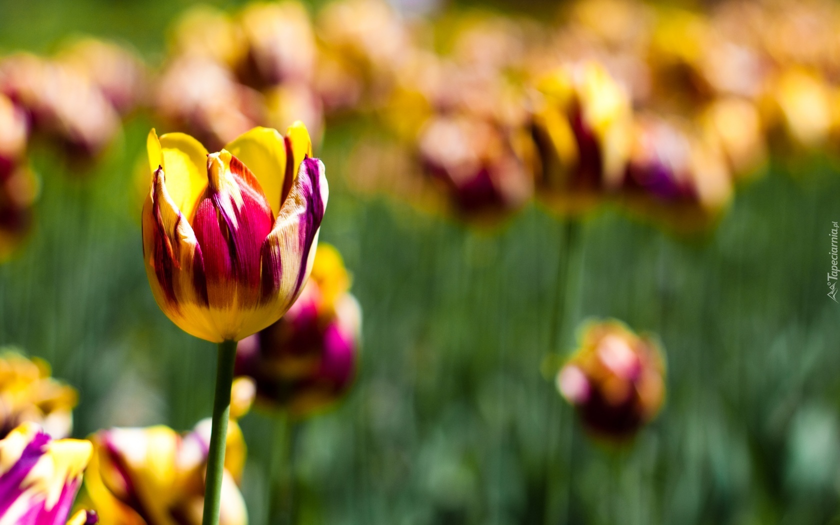 Kolorowe, Tulipany, Fioletowo, Żółte