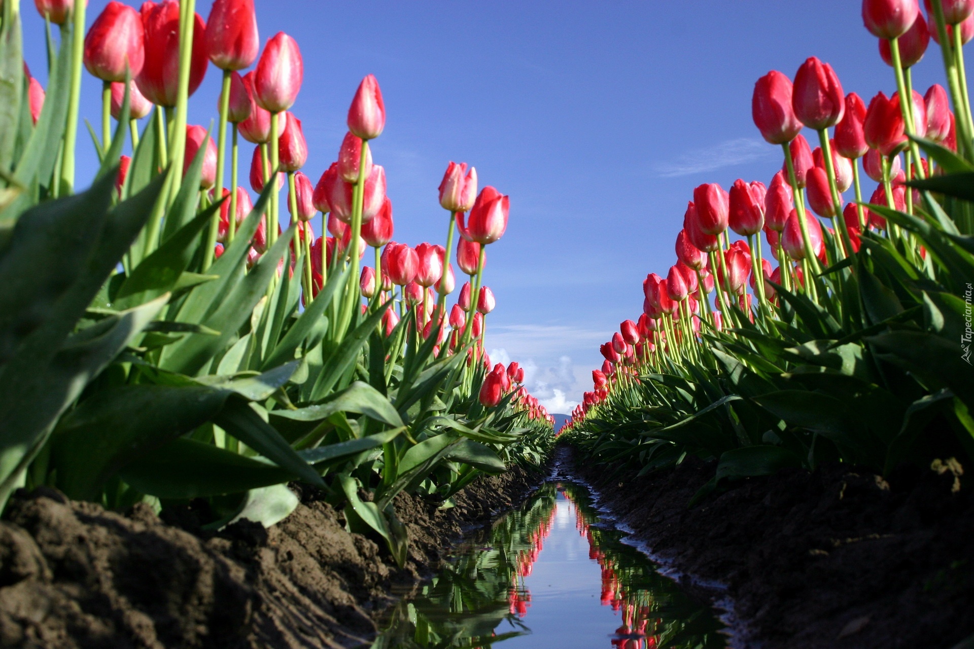 Tulipany, Pole, Błoto, Rów