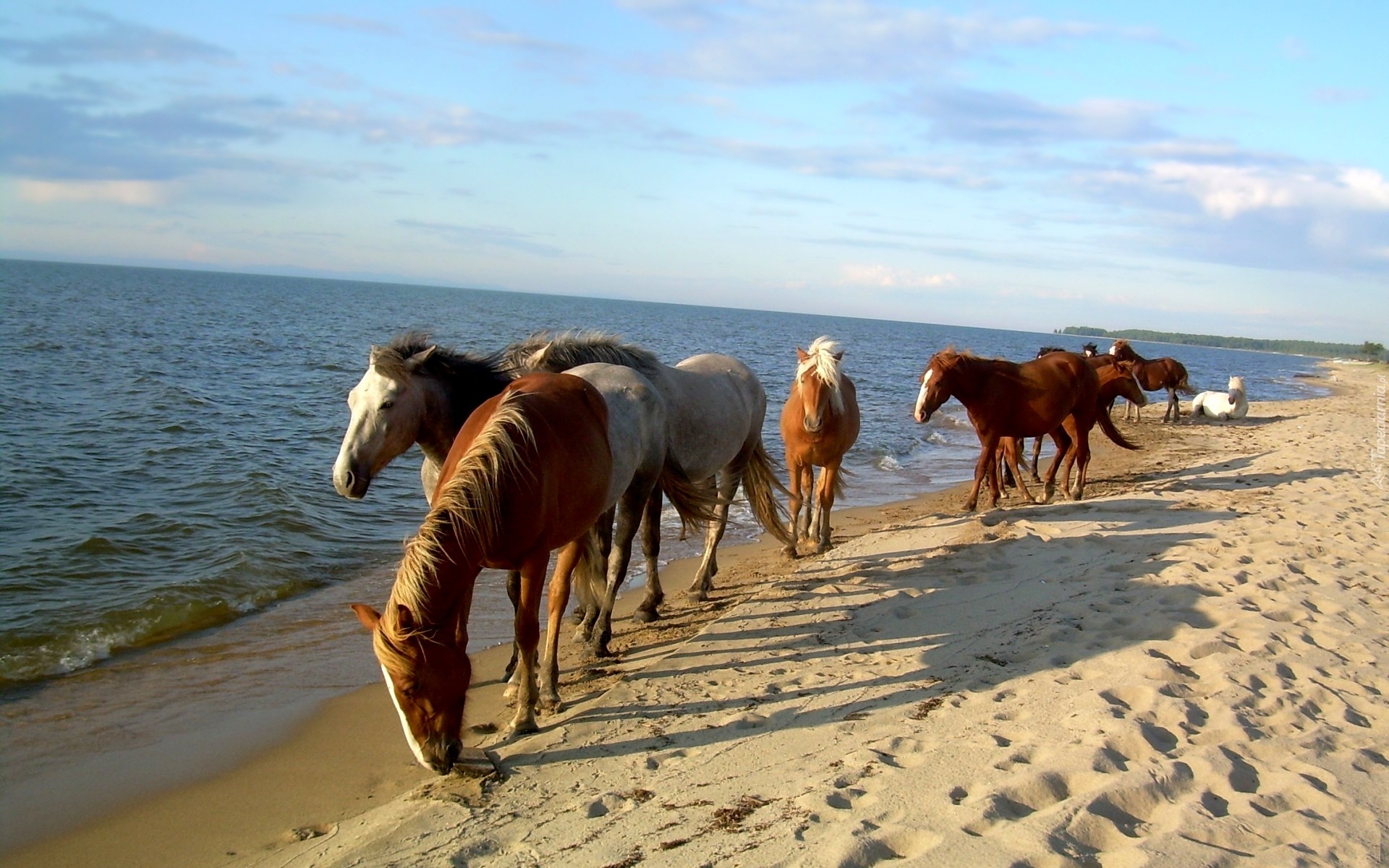 Konie, Plaża, Morze, Piasek