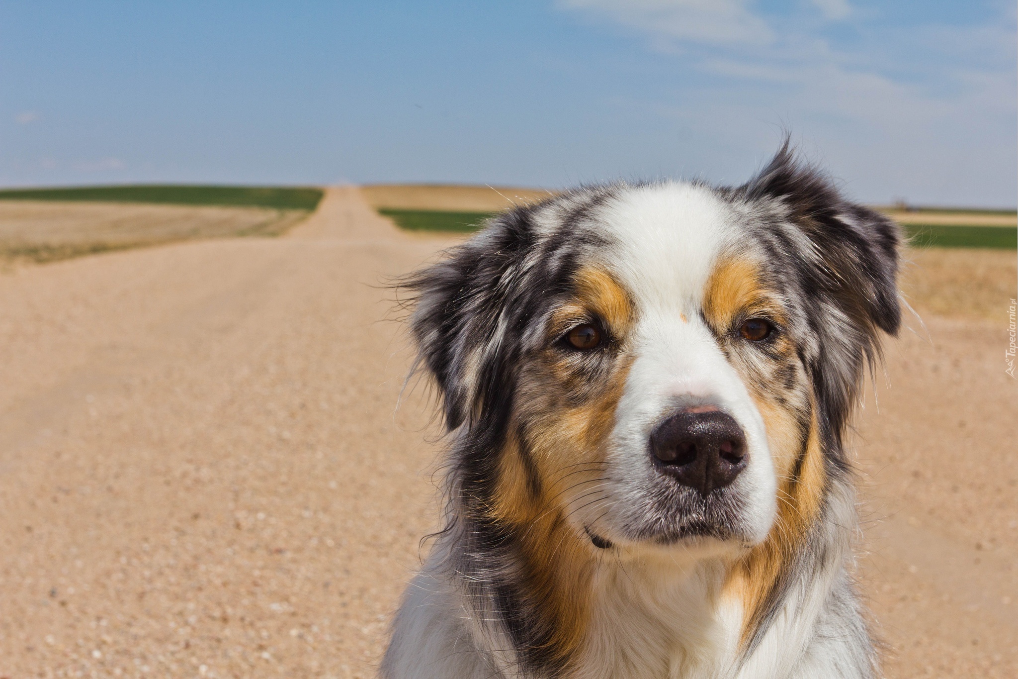 Owczarek australijski, Australian shepherd