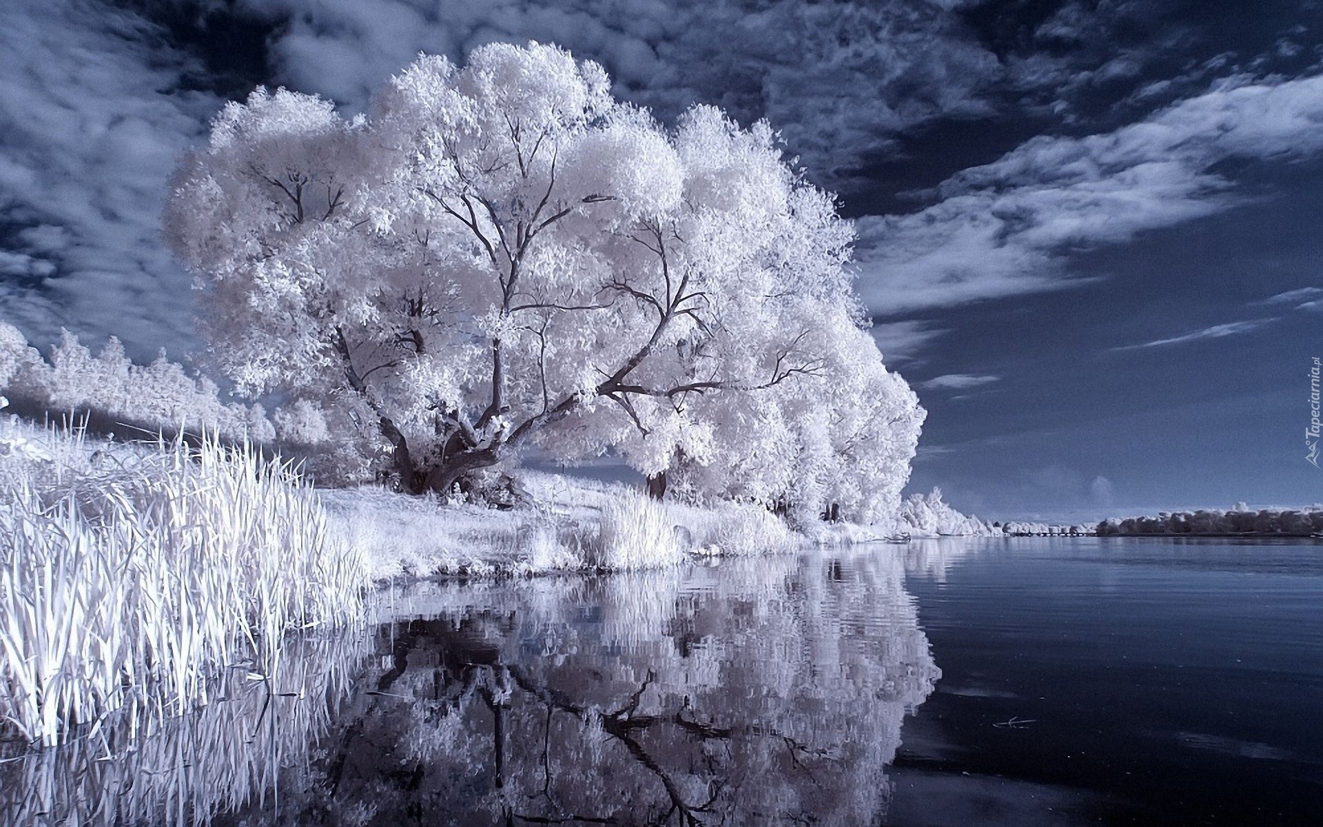 Białe, Drzewa, Jezioro, Niebo