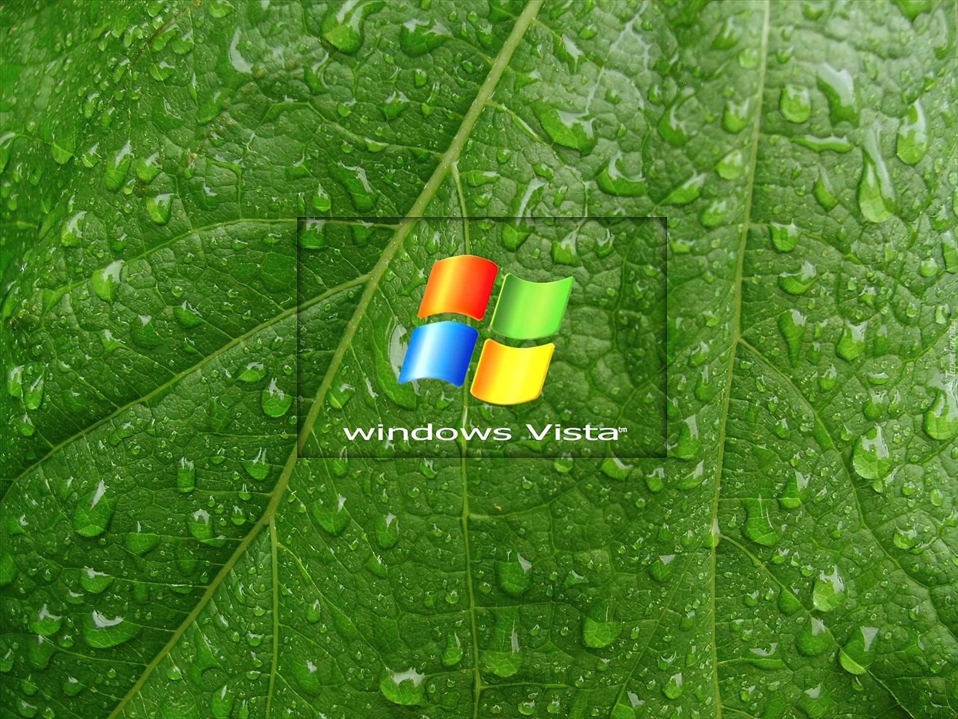 Windows, Vista, Liść, Krople, Wody