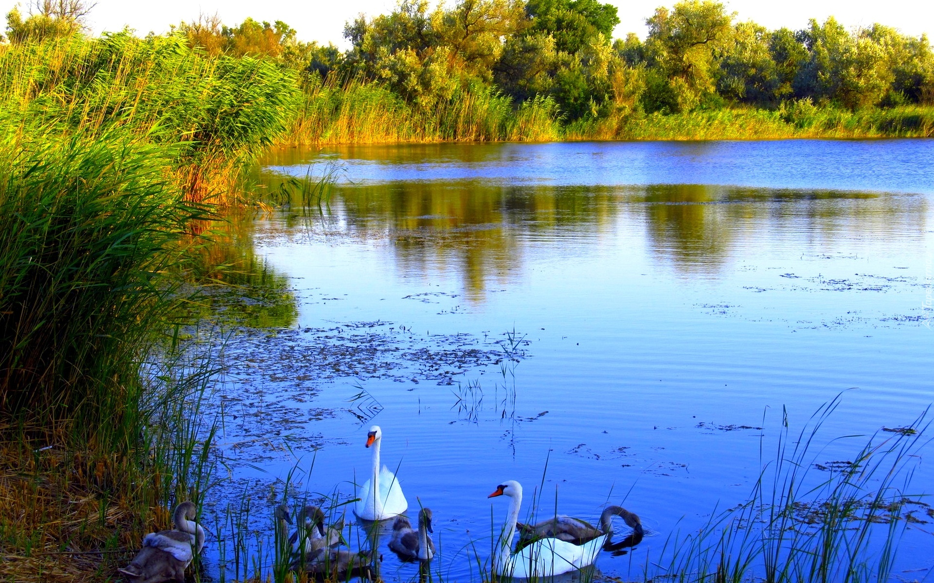 Jezioro, Łabędzie, Drzewa